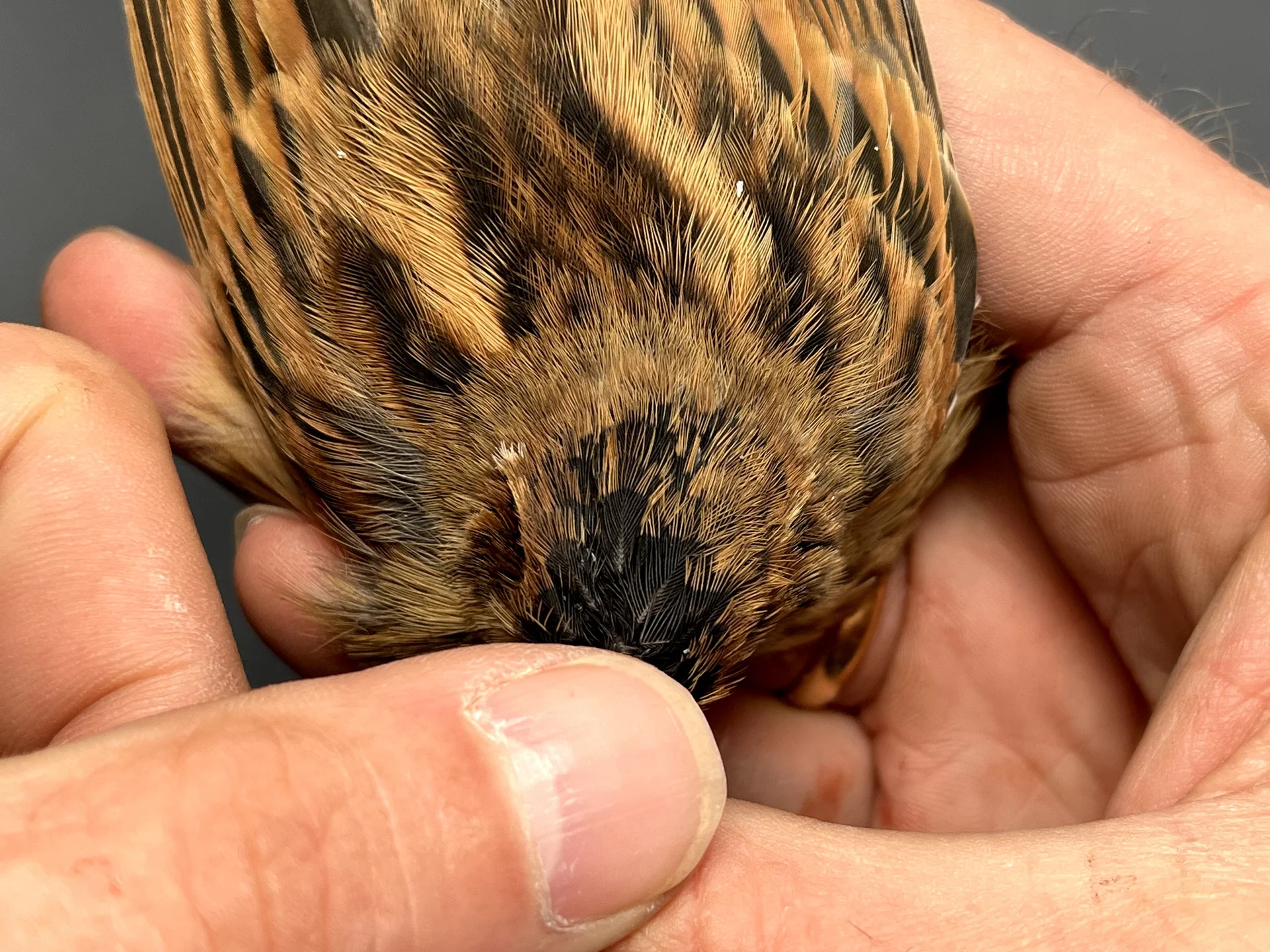 Vogelafbeelding