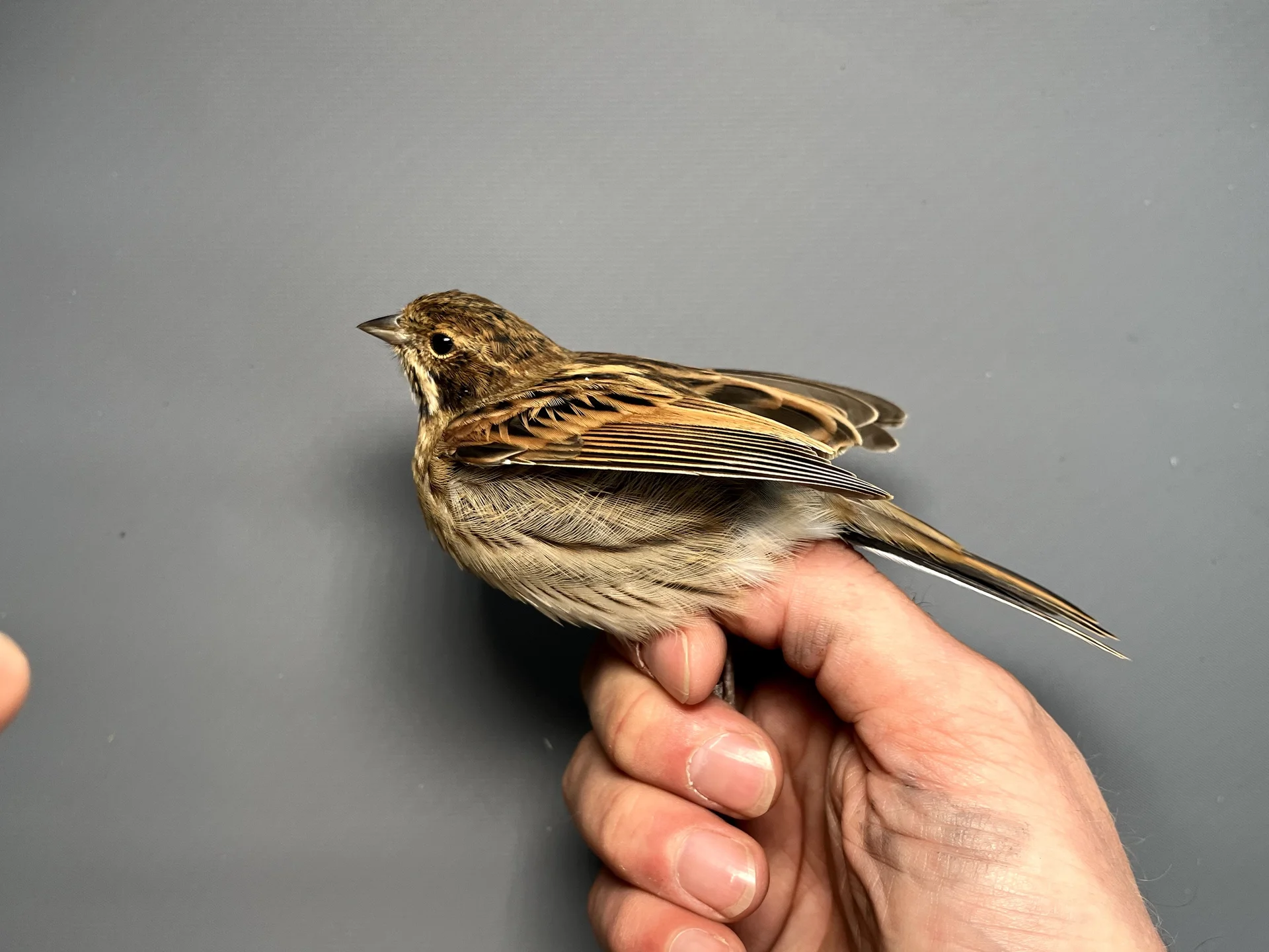 Vogelafbeelding