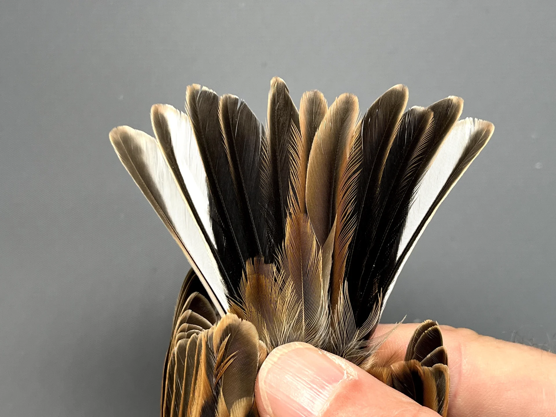 Vogelafbeelding
