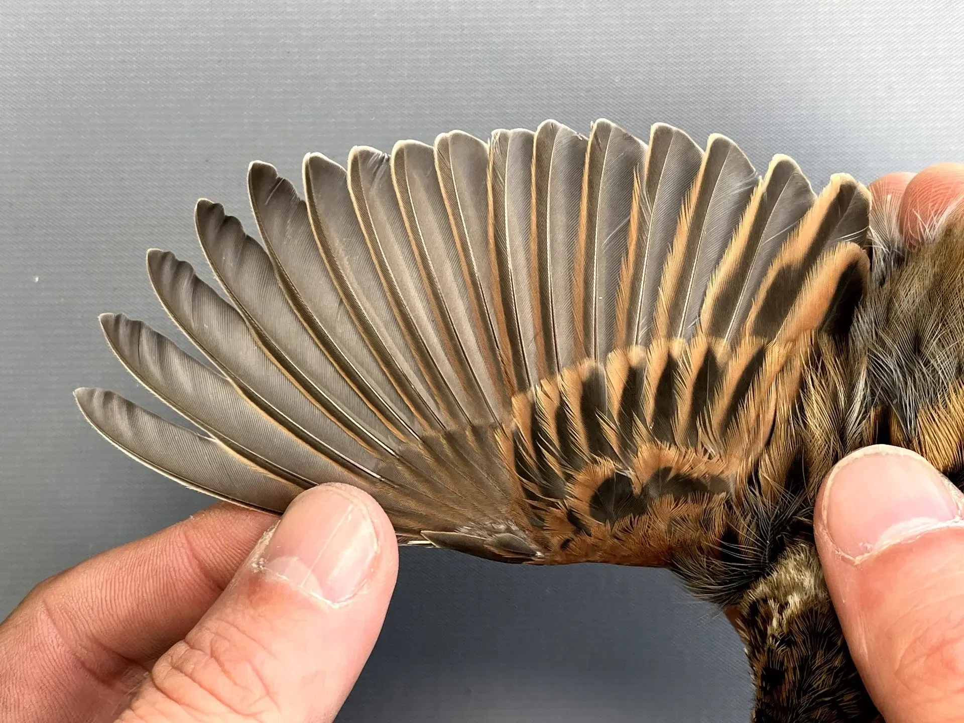 Vogelafbeelding