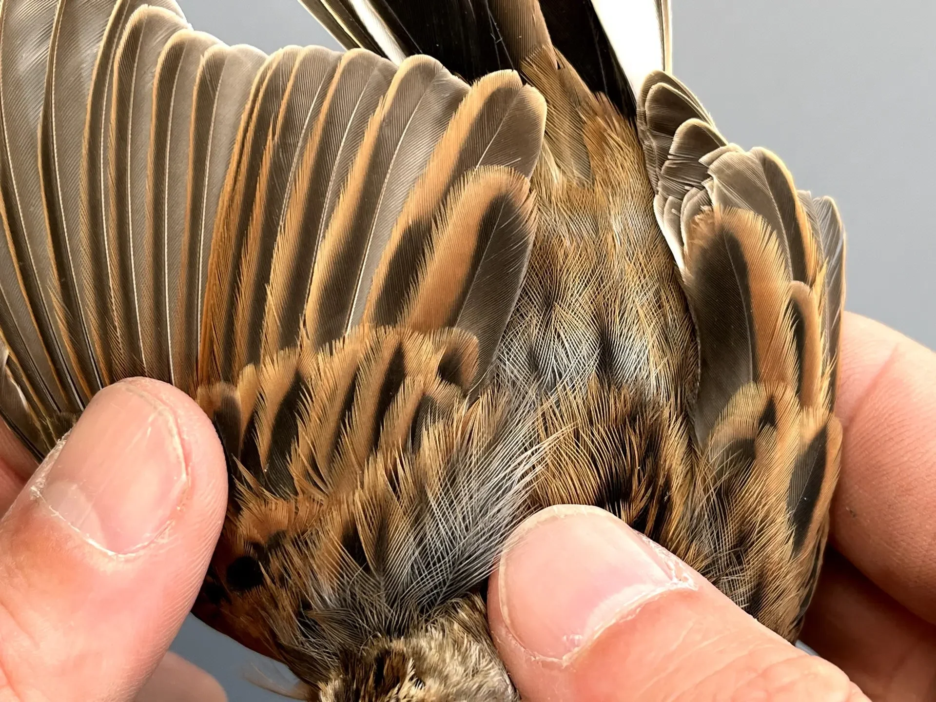 Vogelafbeelding