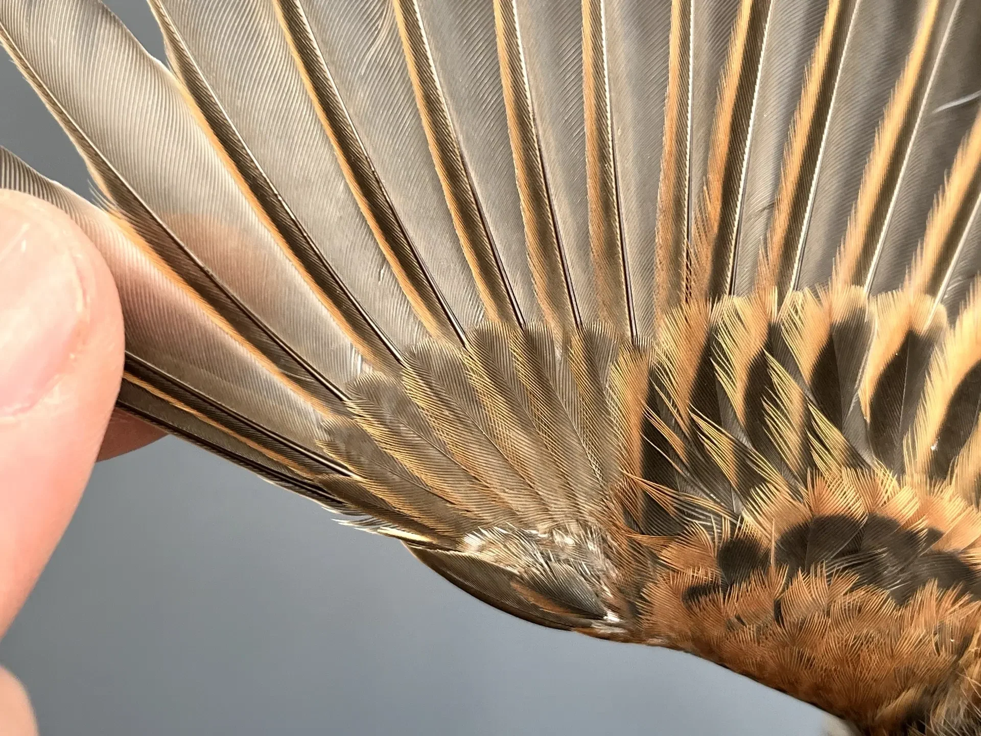 Vogelafbeelding