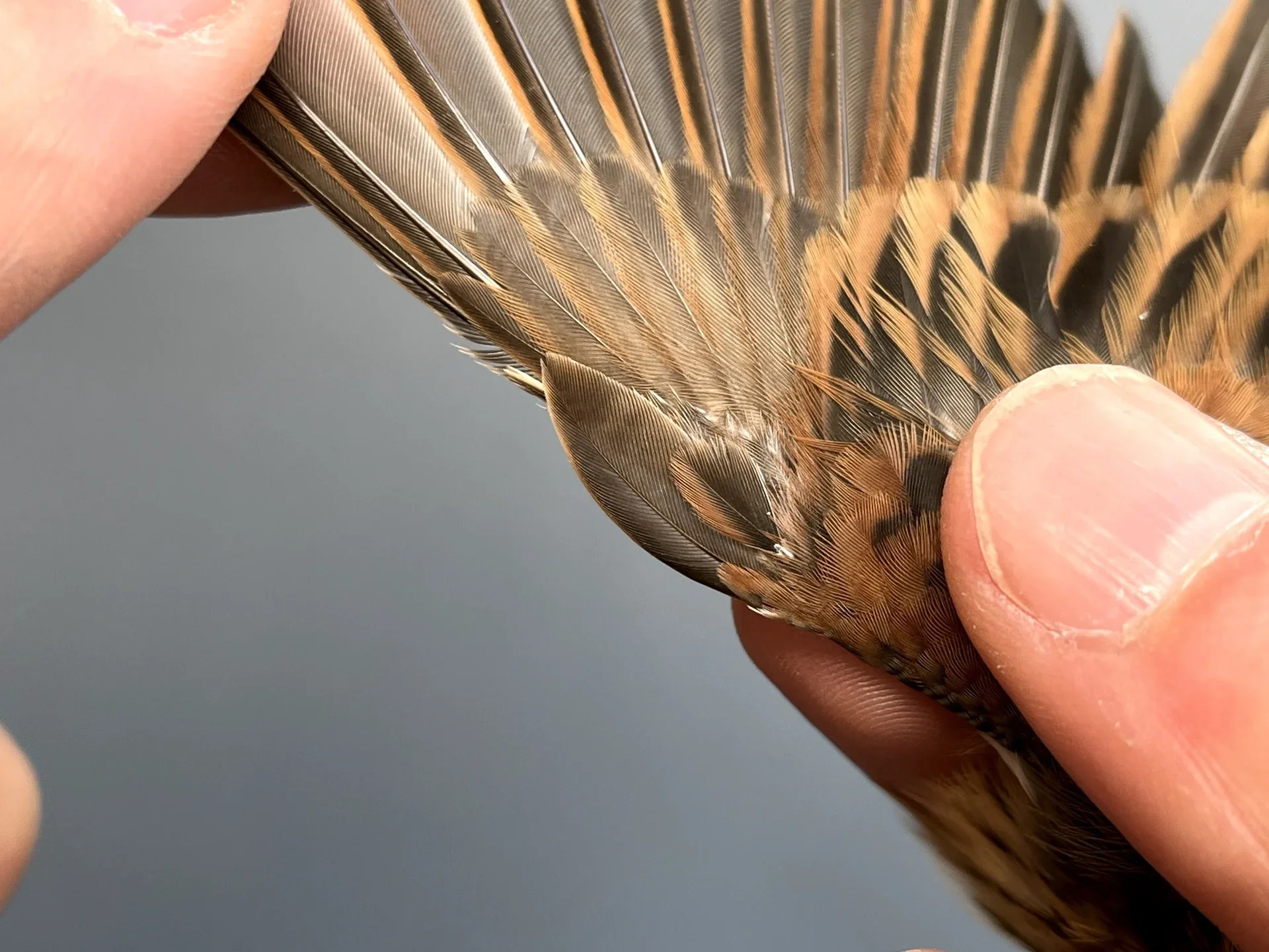 Vogelafbeelding