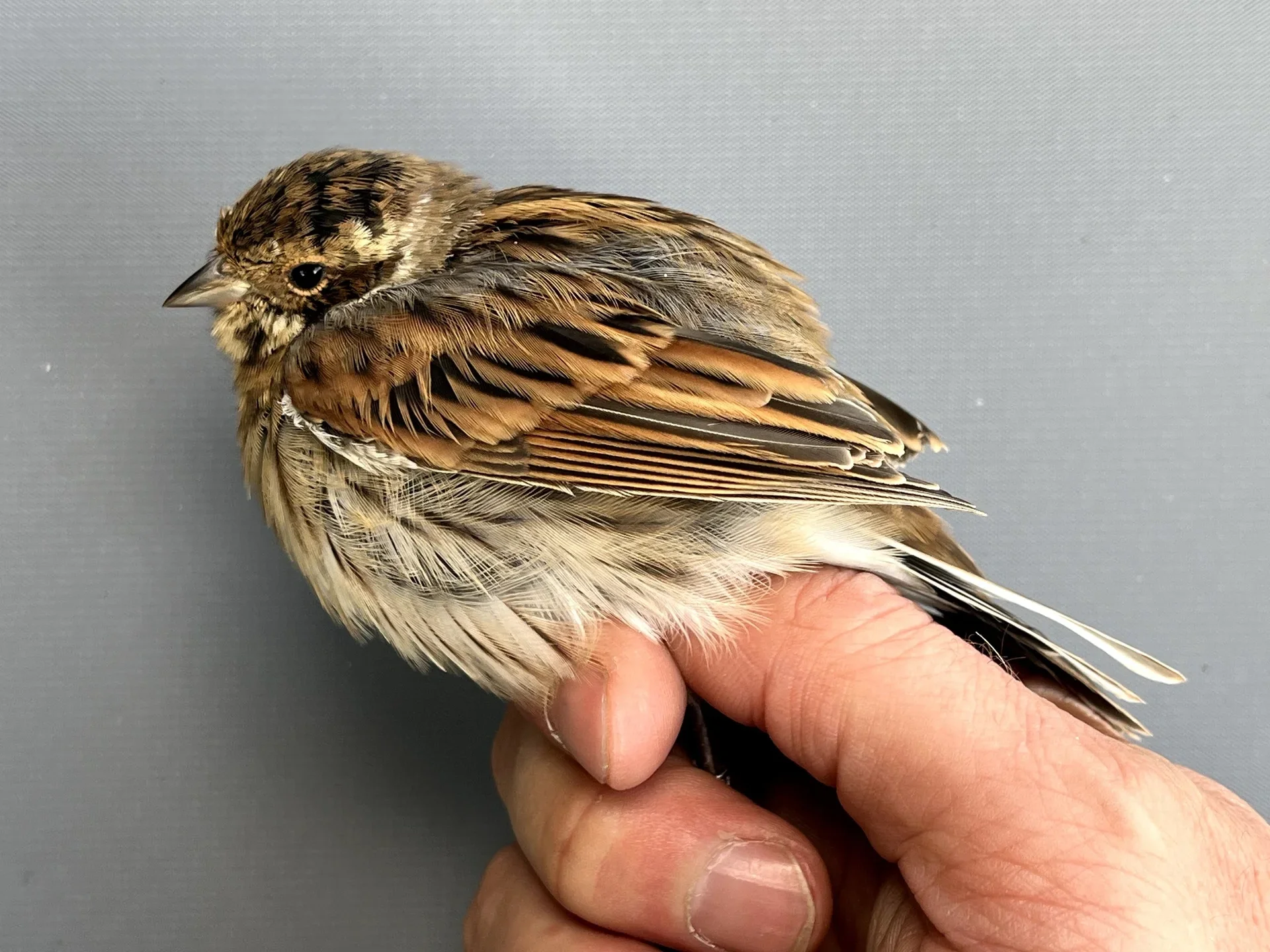 Vogelafbeelding