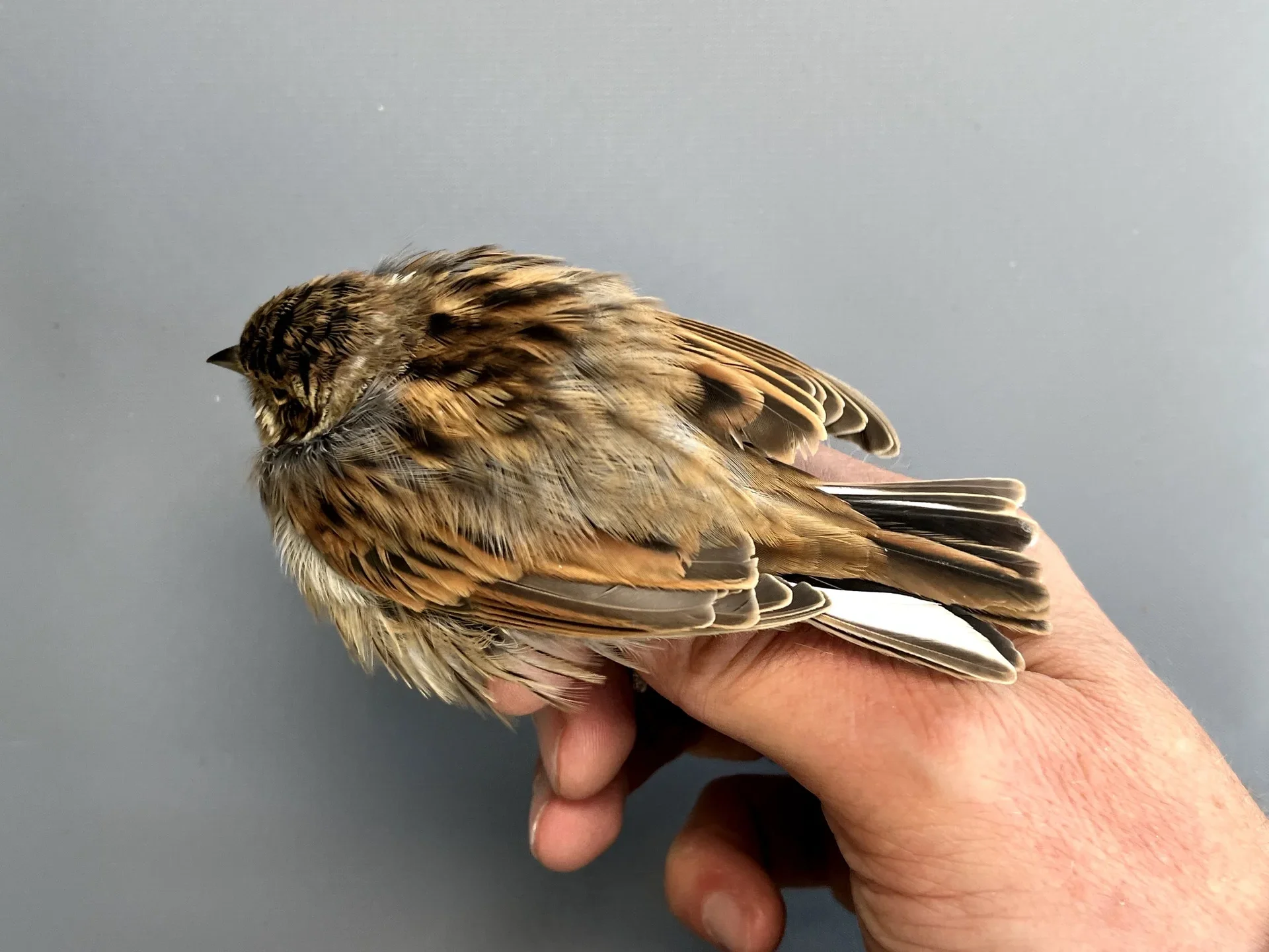 Vogelafbeelding