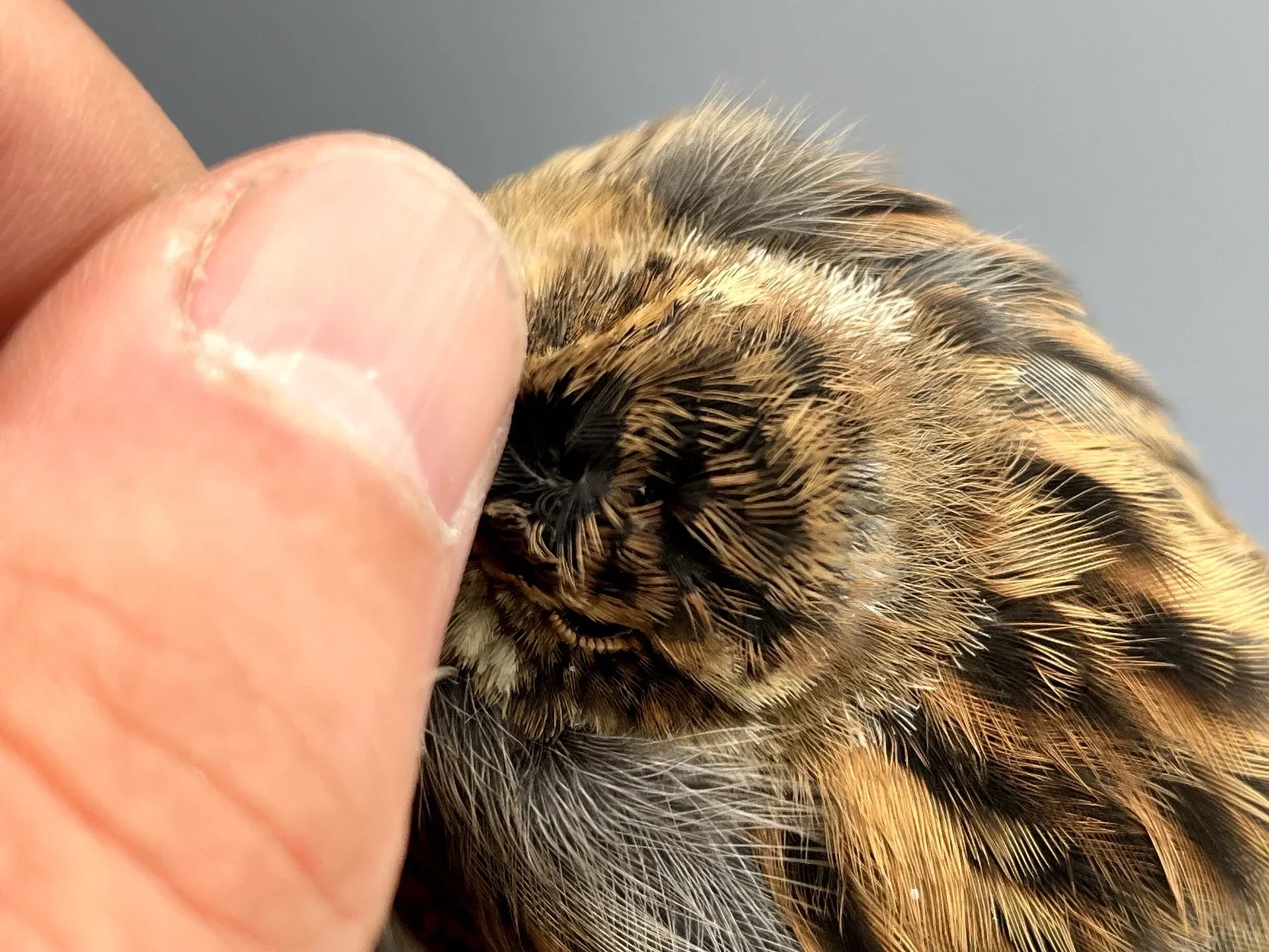 Vogelafbeelding
