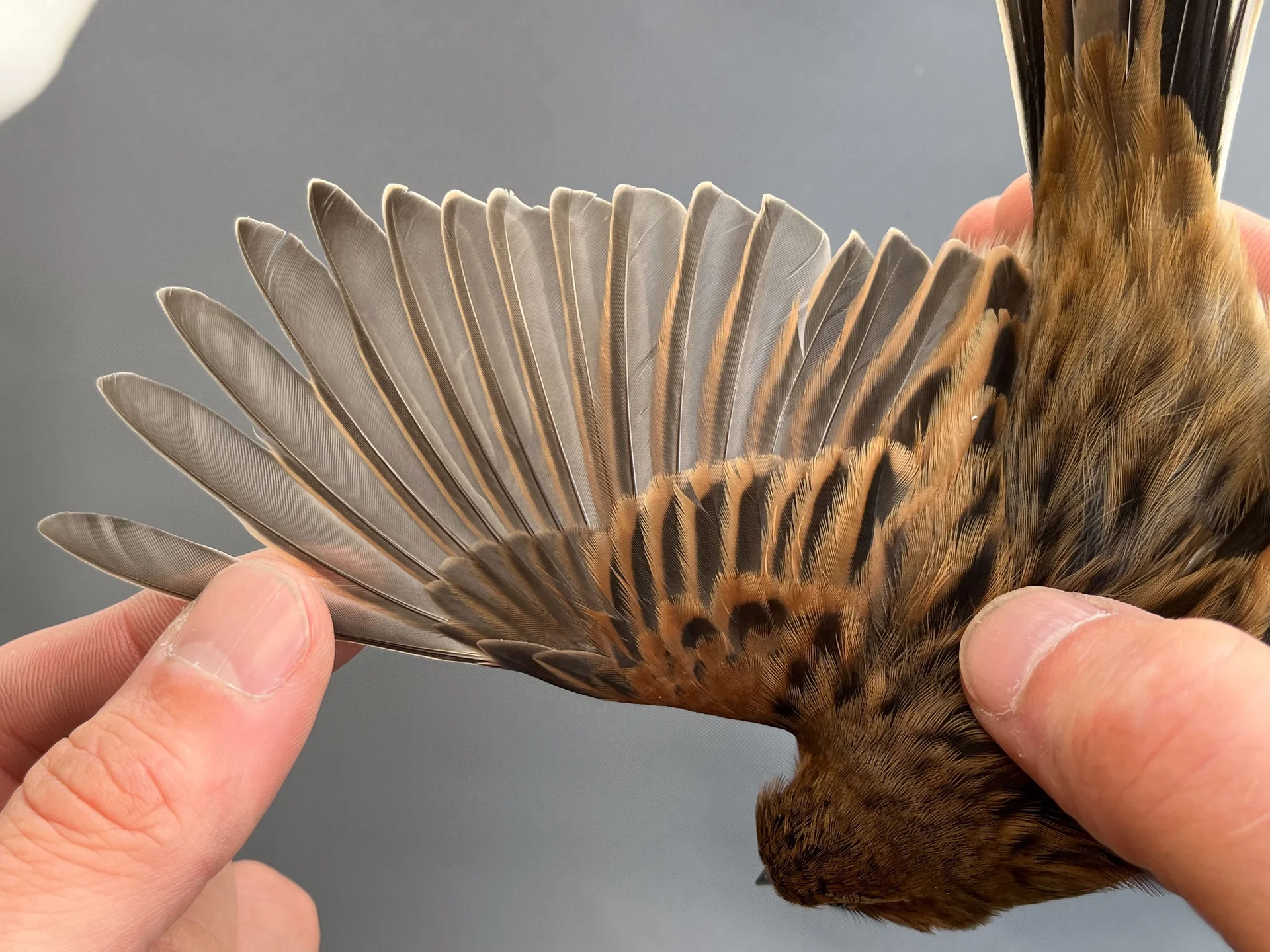 Vogelafbeelding