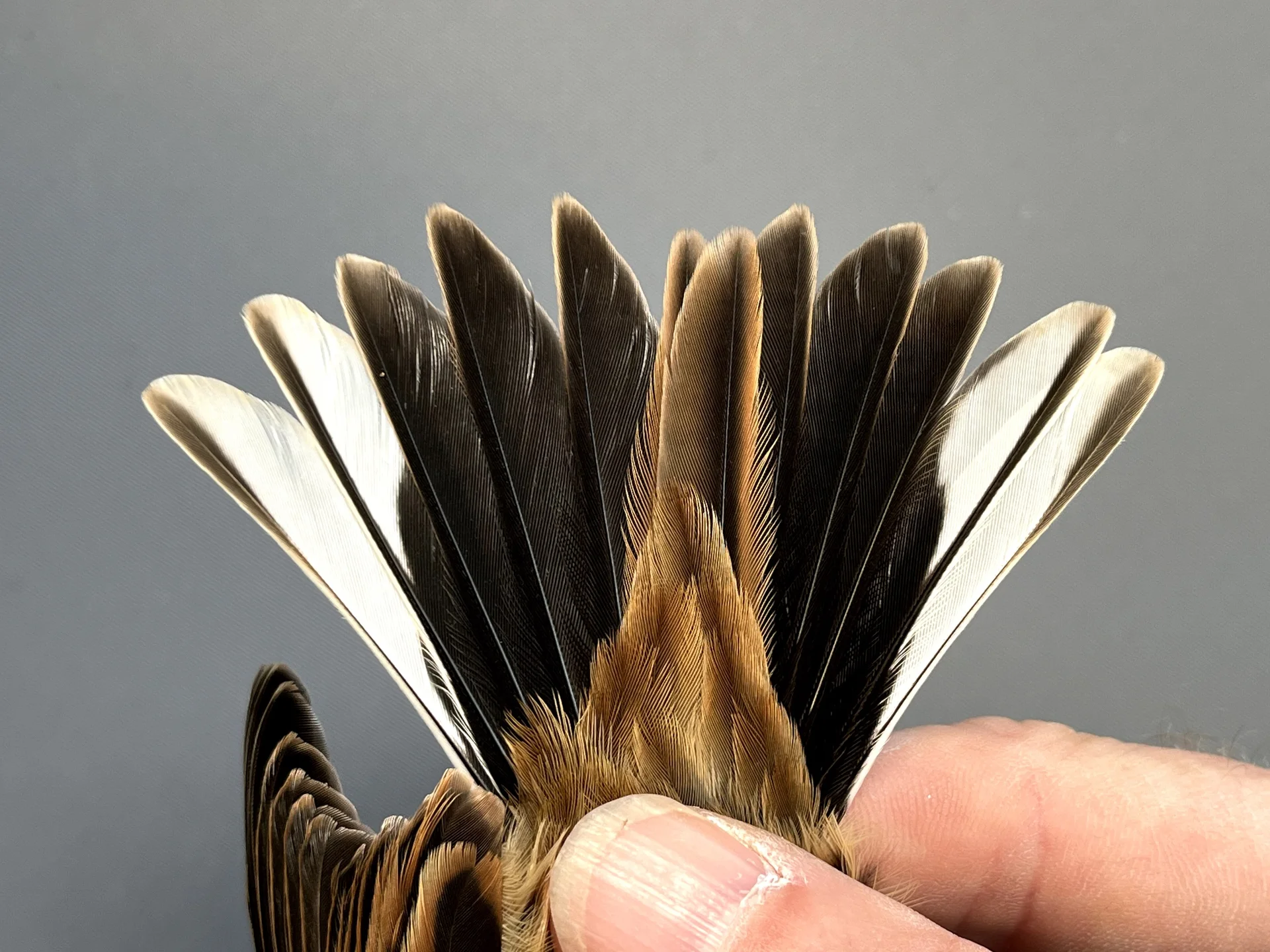 Vogelafbeelding