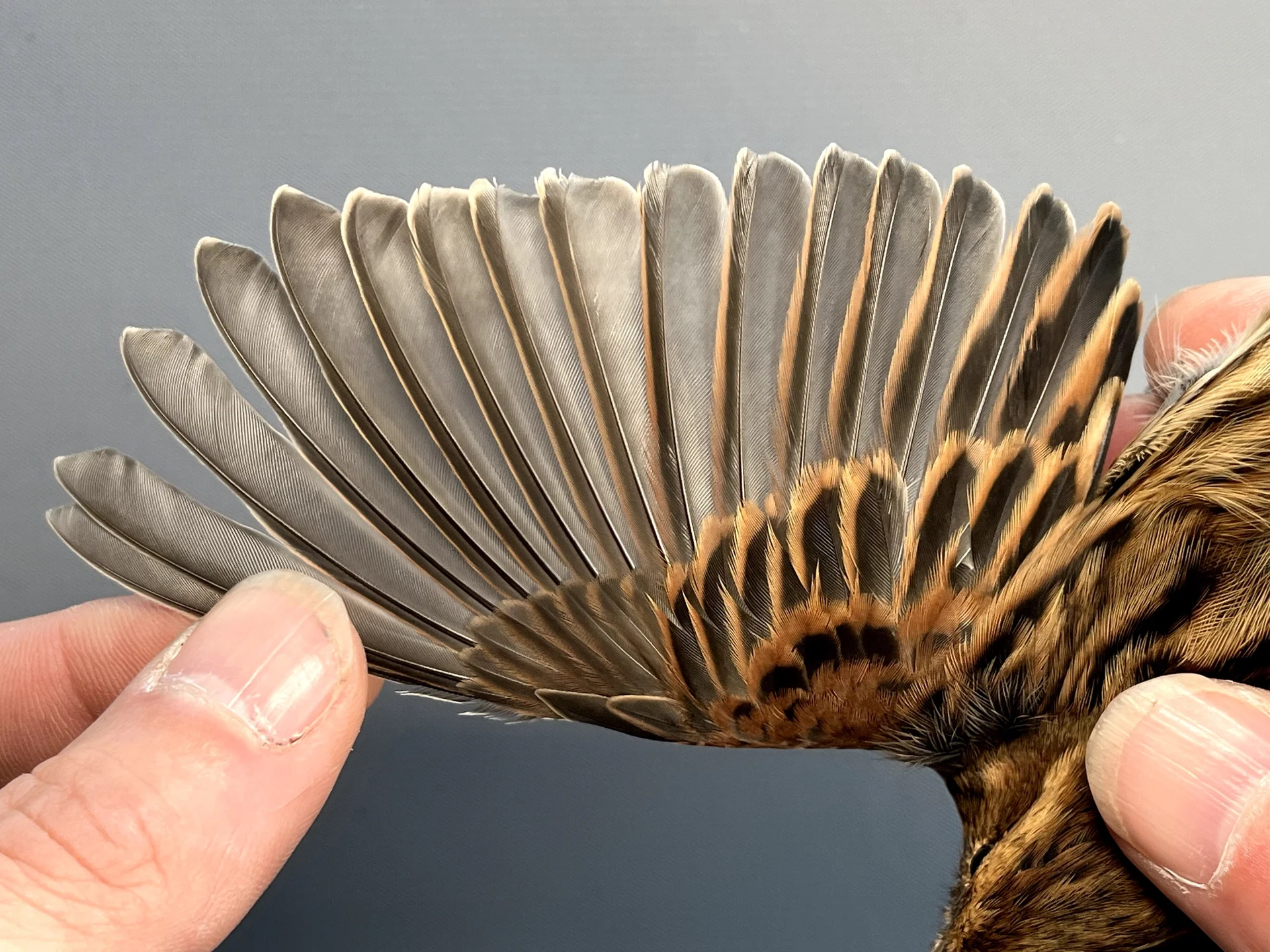 Vogelafbeelding