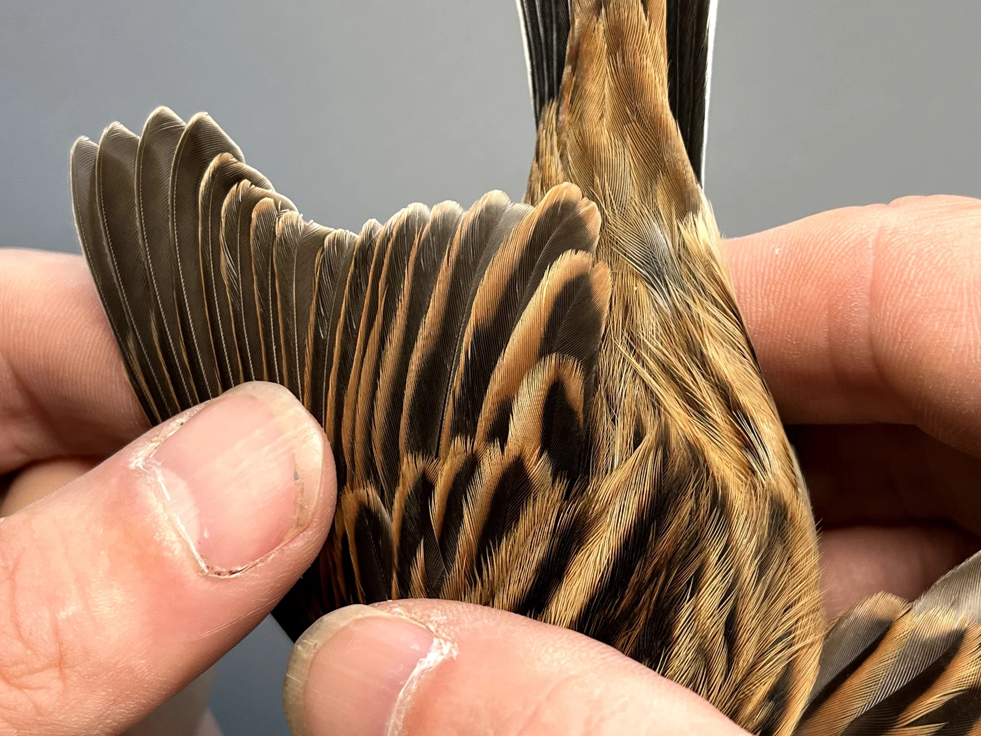 Vogelafbeelding