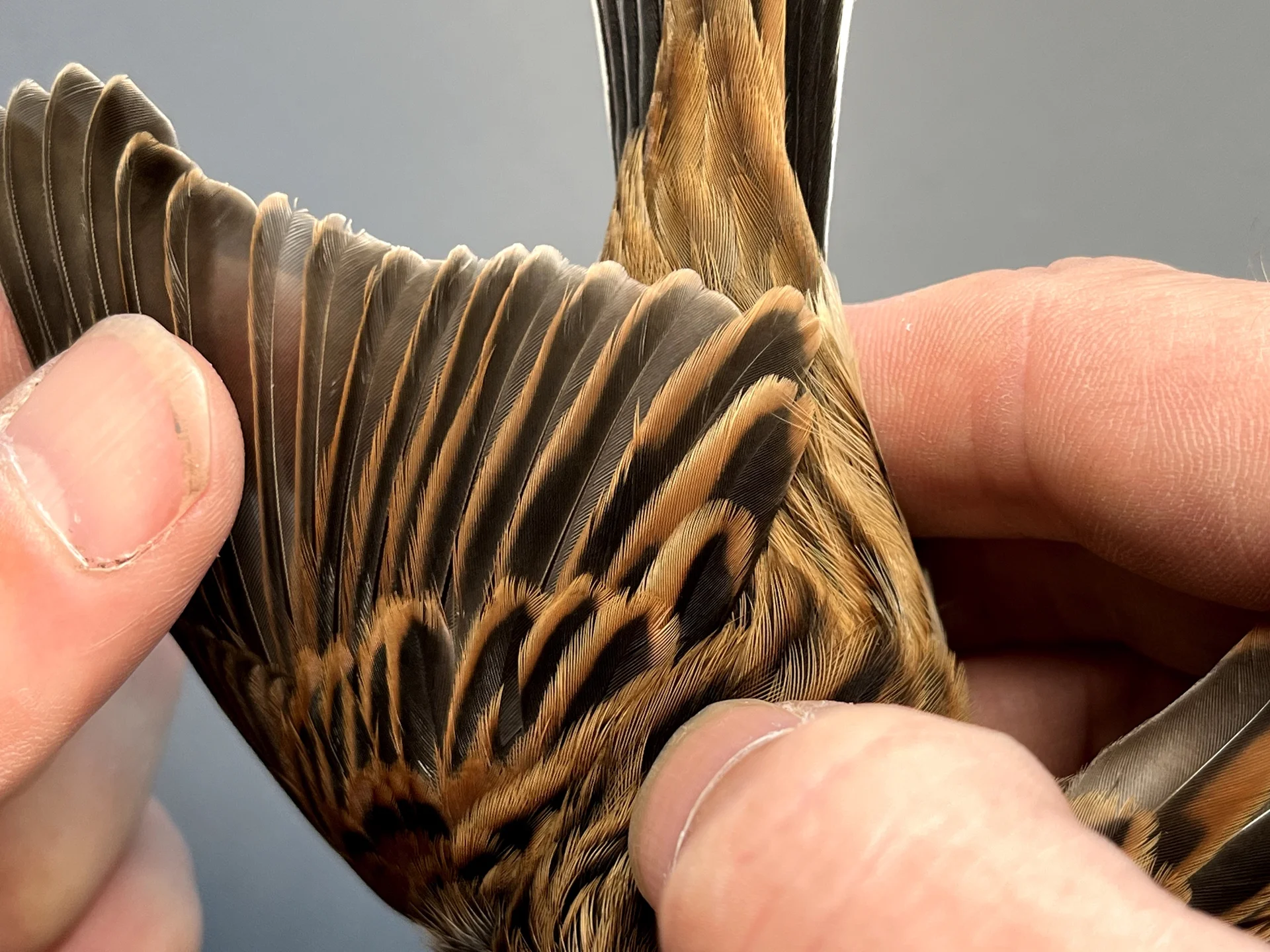 Vogelafbeelding