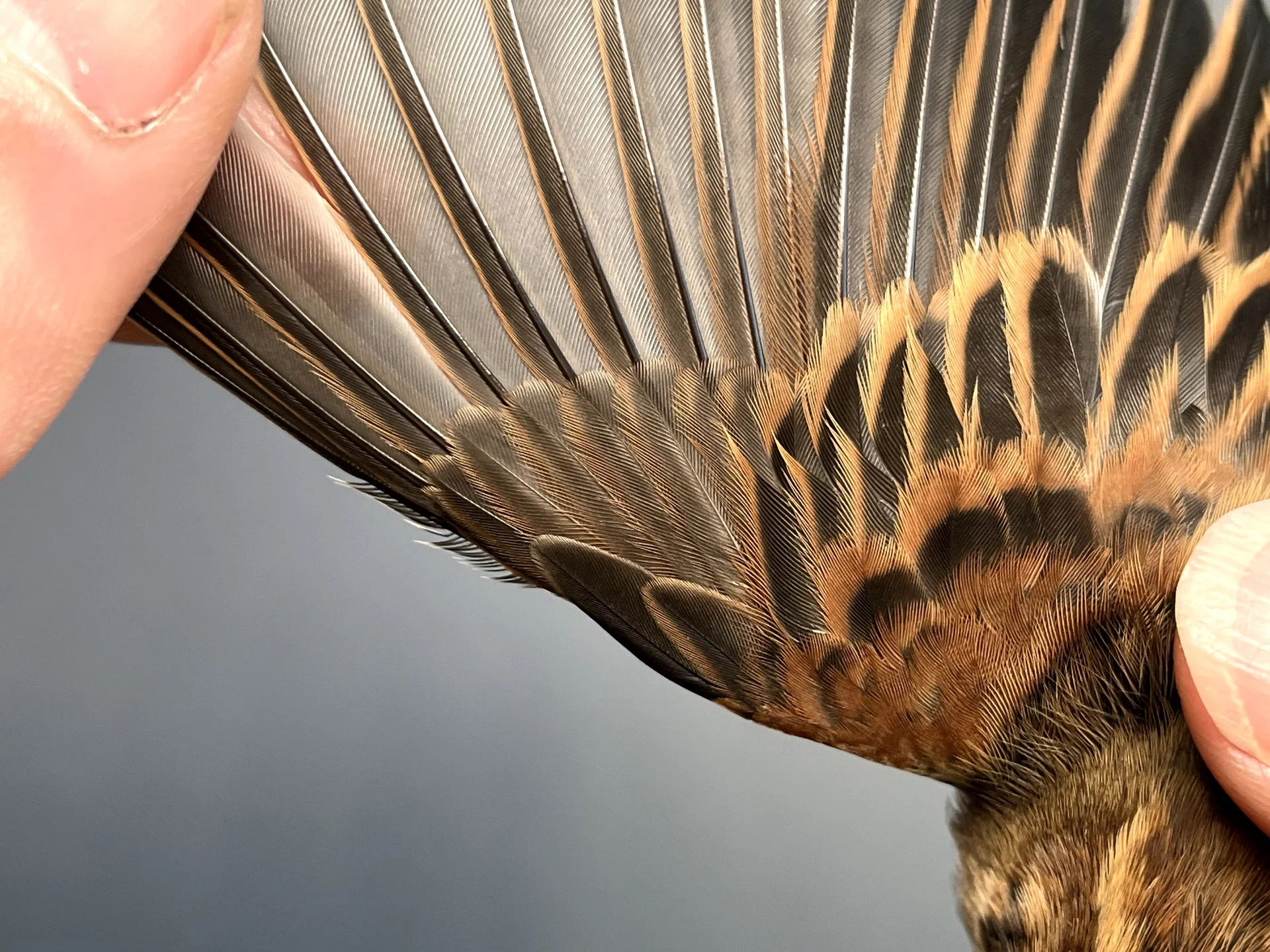 Vogelafbeelding