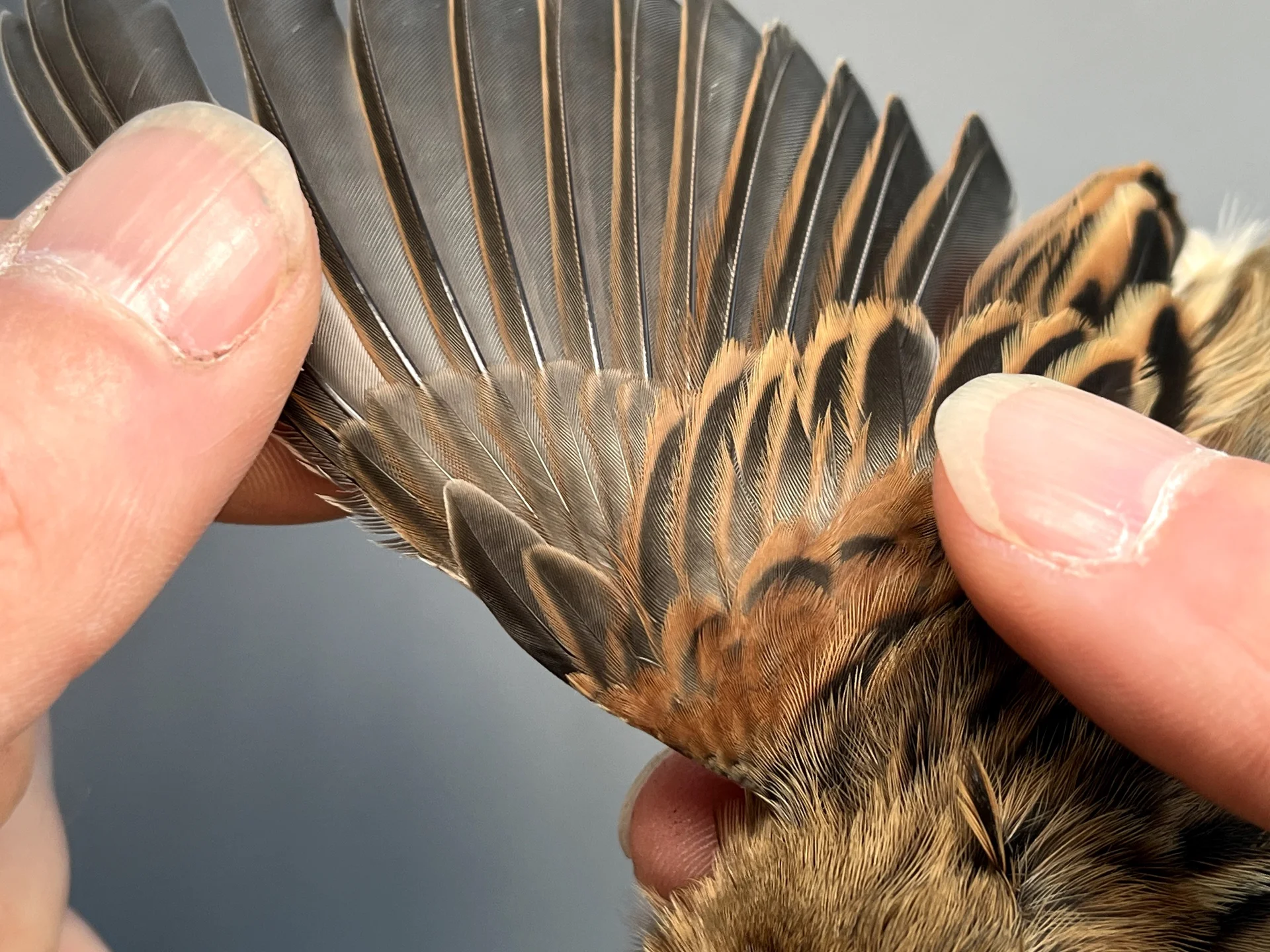 Vogelafbeelding