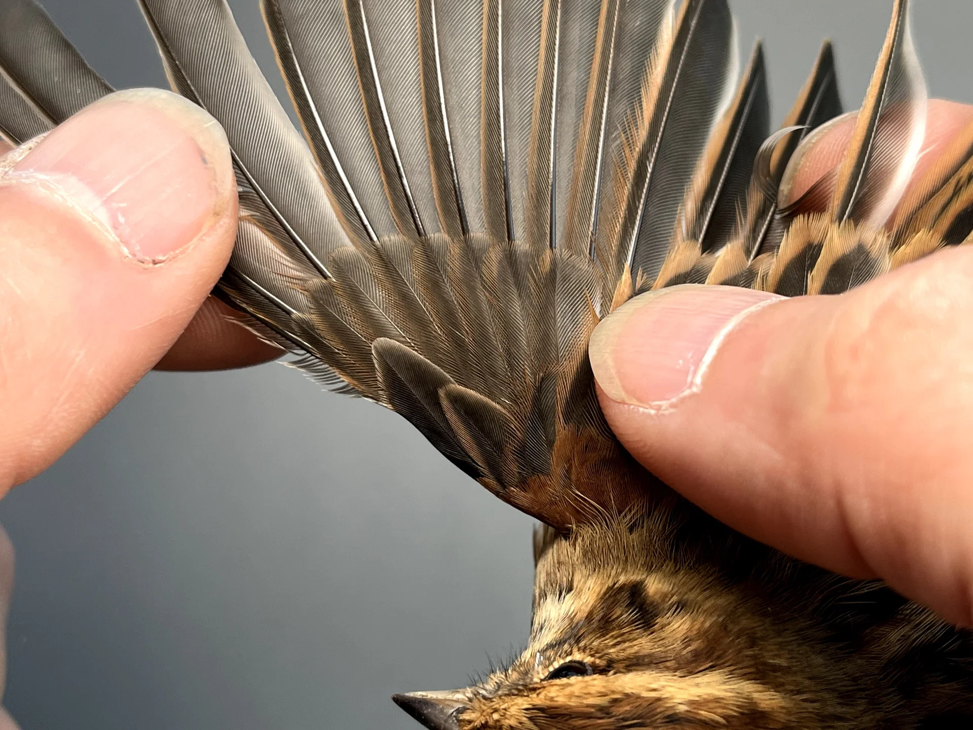 Vogelafbeelding