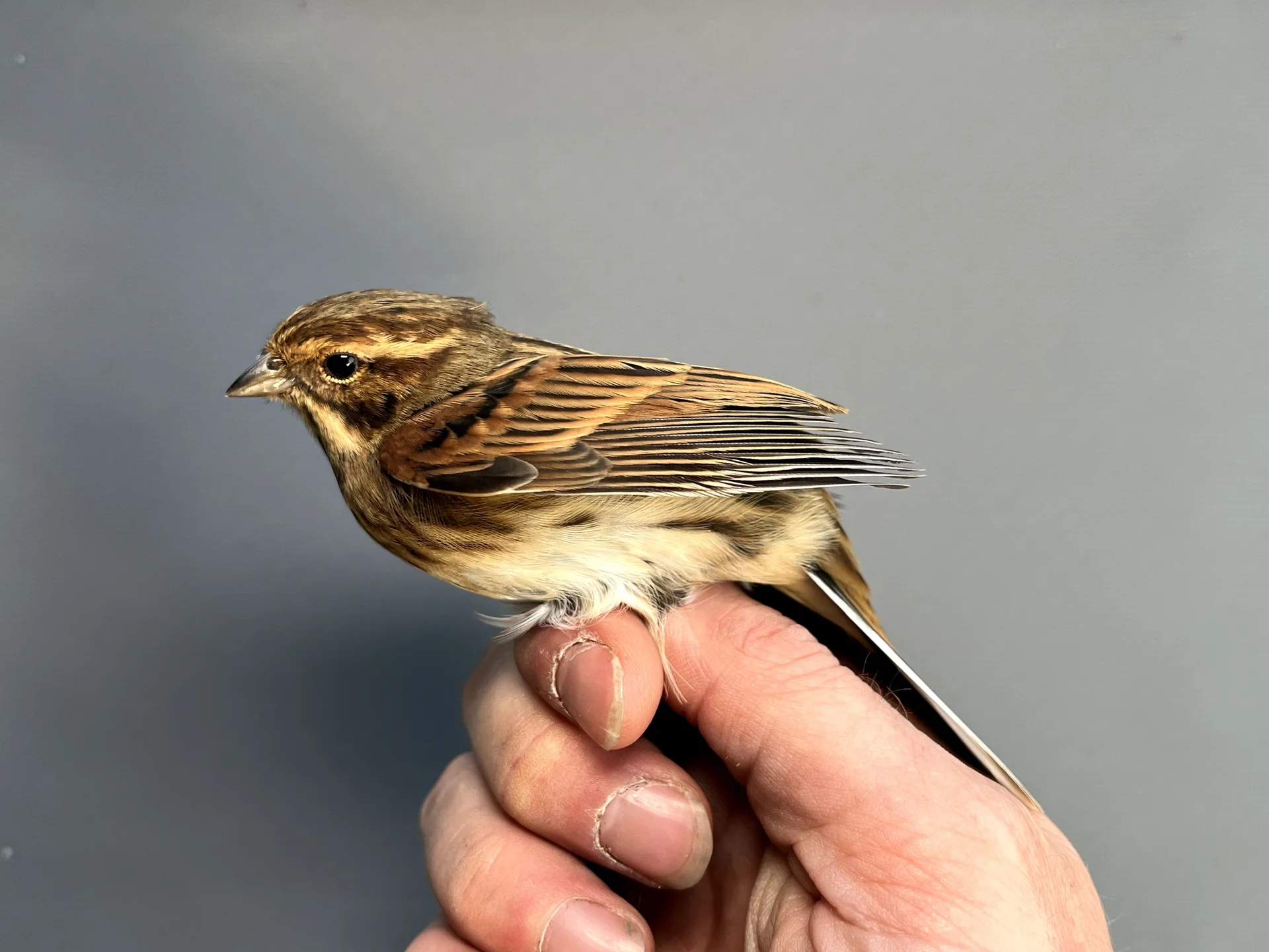 Vogelafbeelding