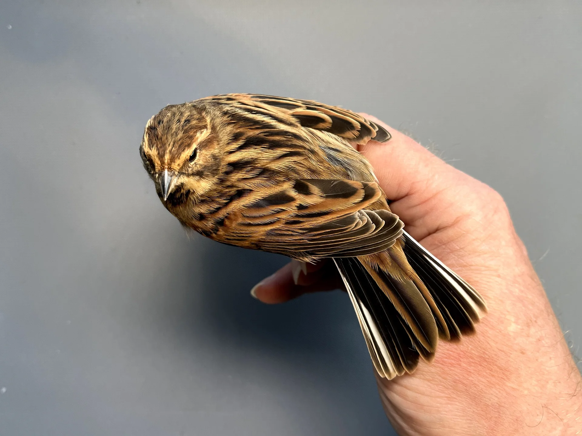 Vogelafbeelding