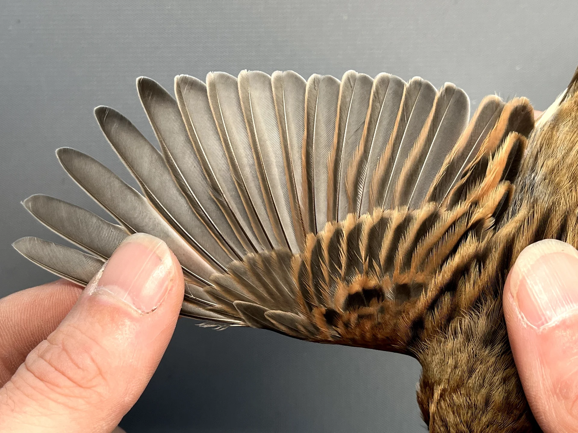 Vogelafbeelding