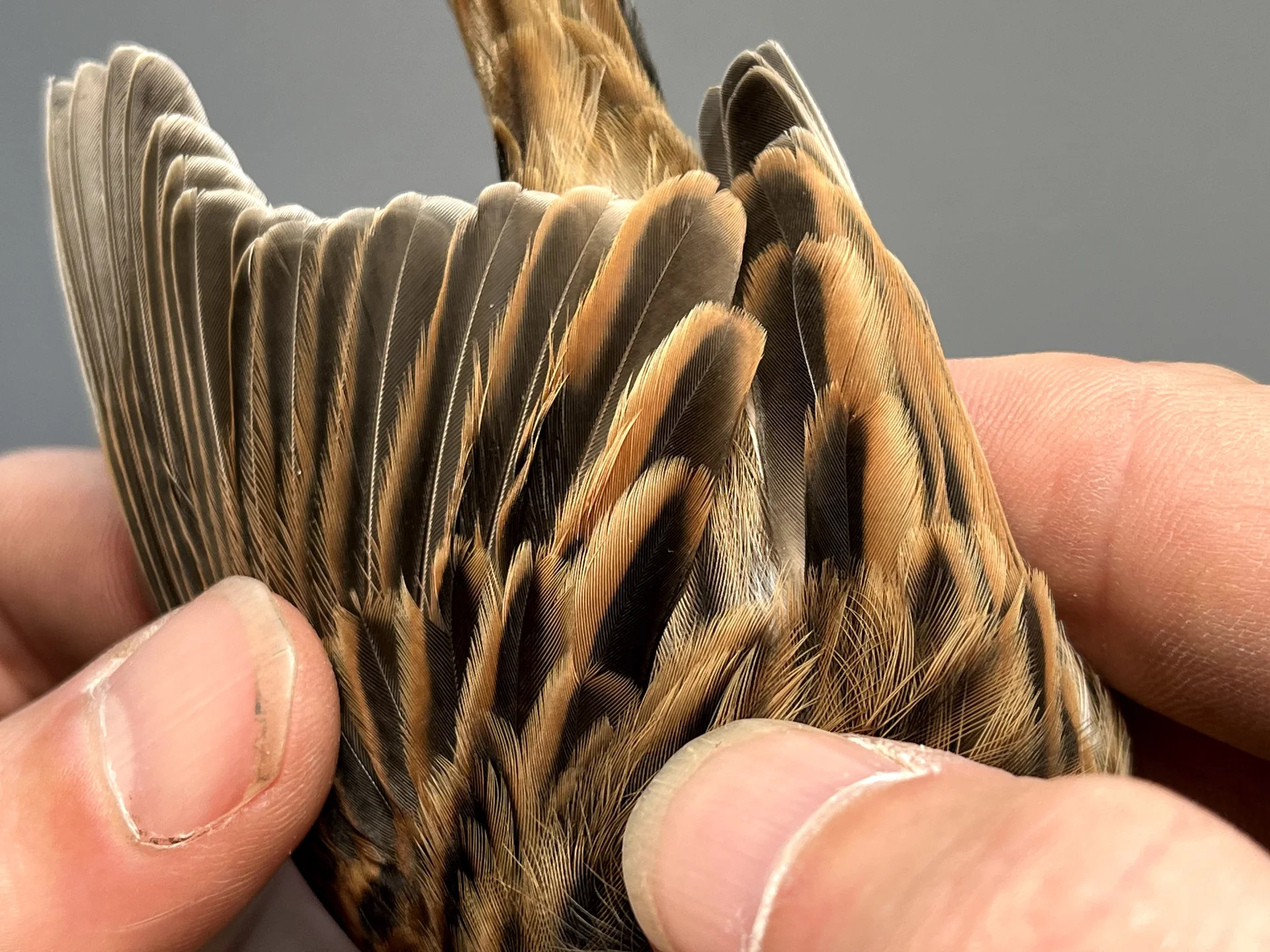 Vogelafbeelding