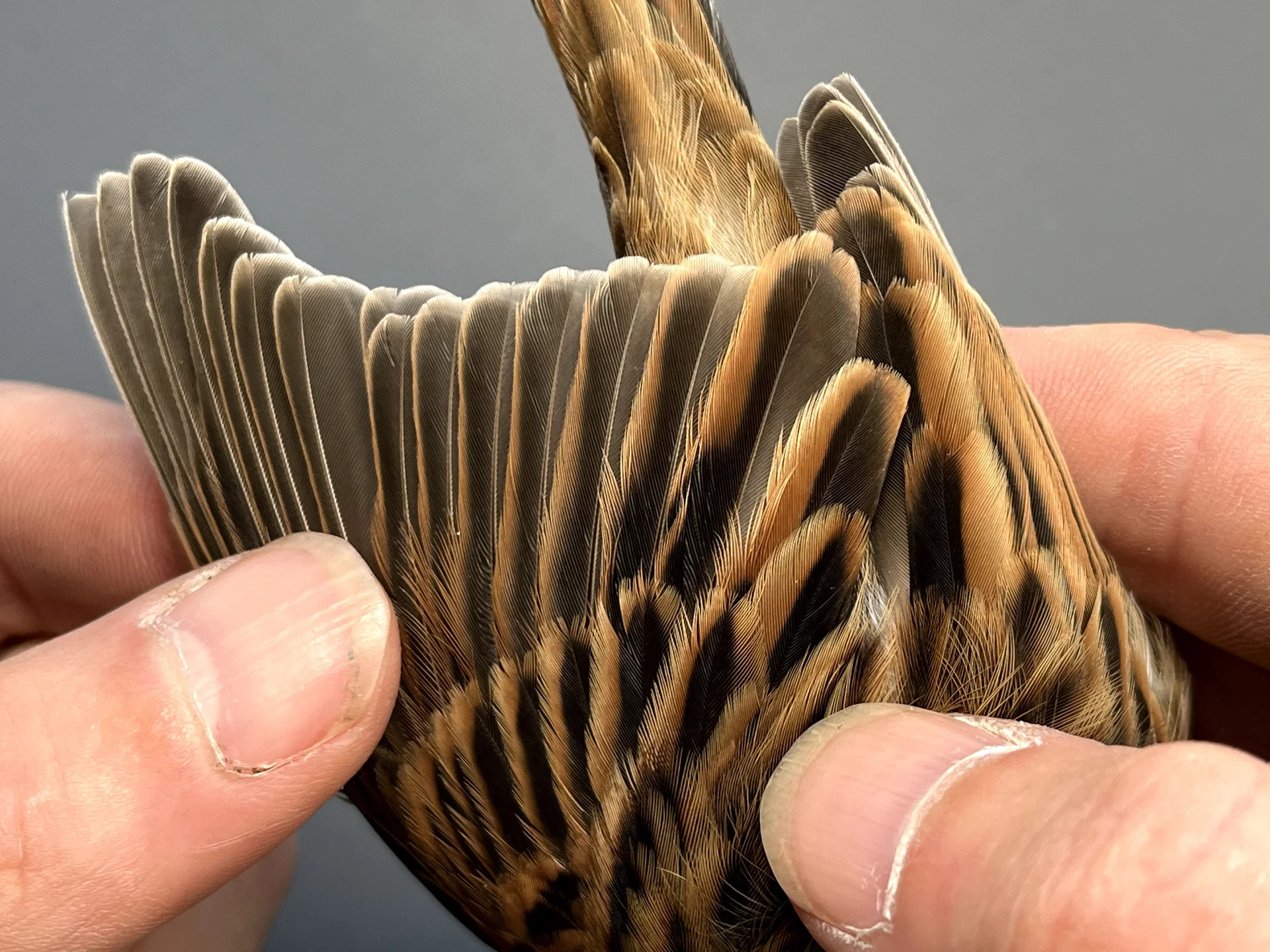 Vogelafbeelding
