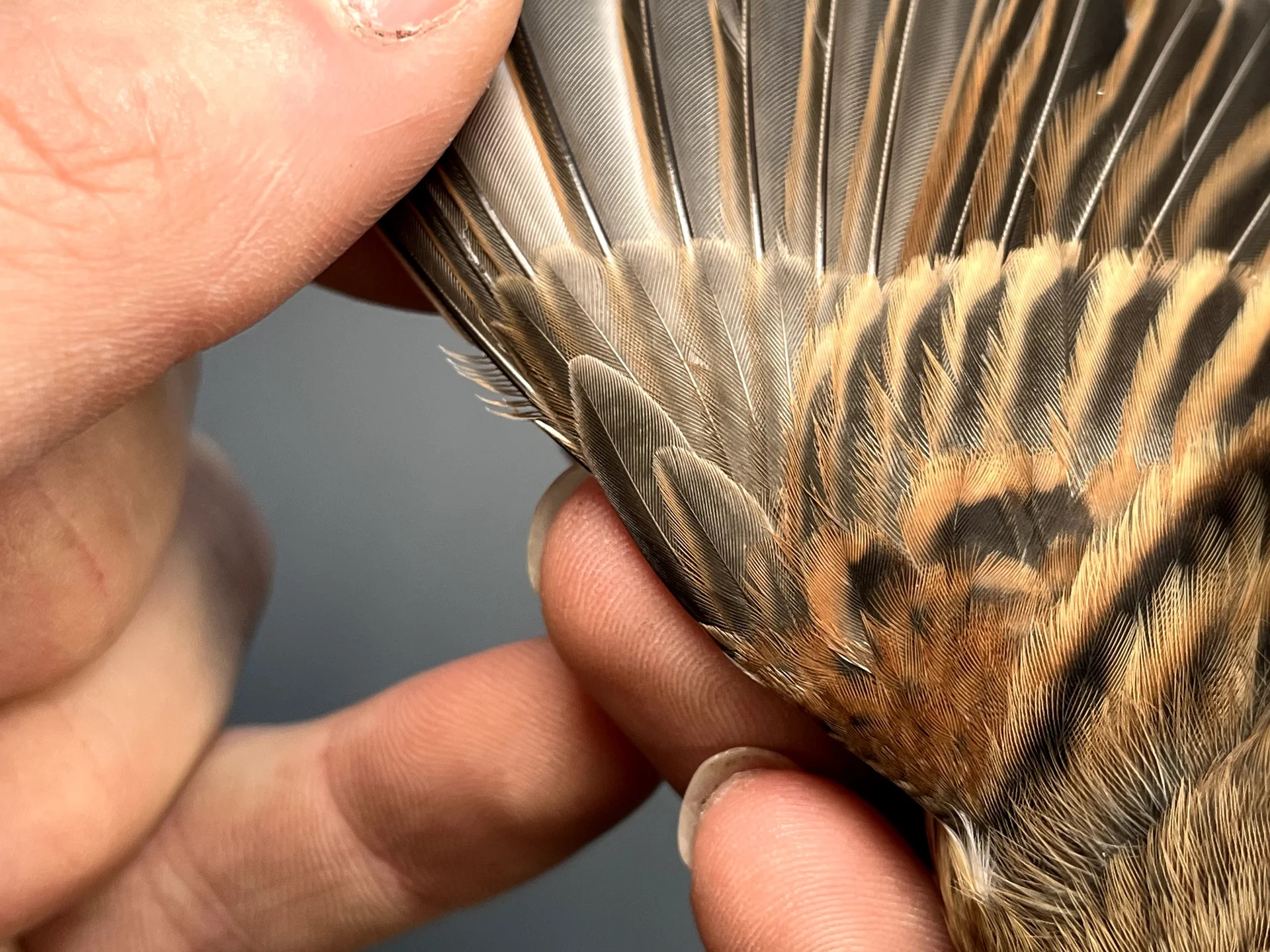 Vogelafbeelding