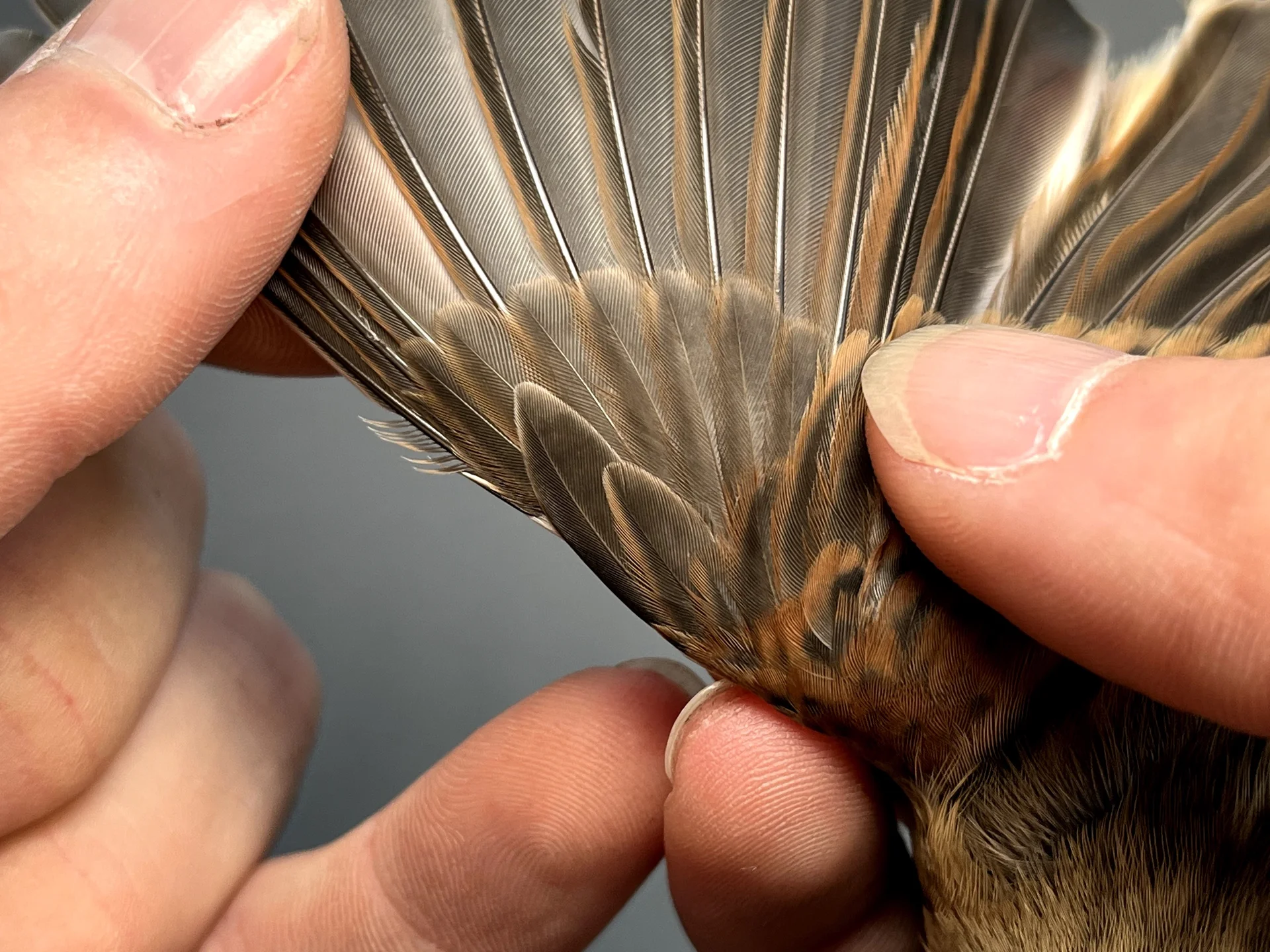 Vogelafbeelding