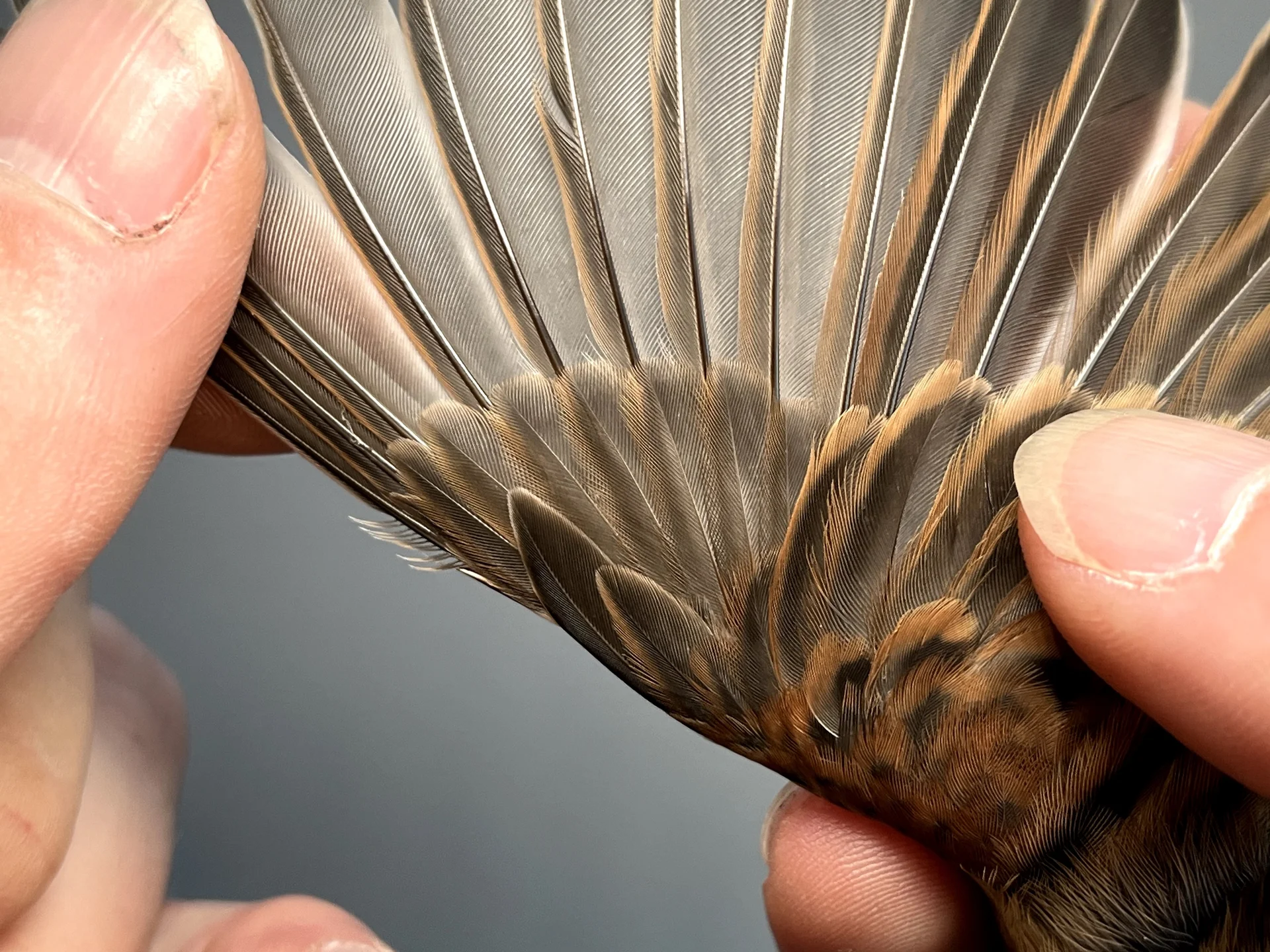 Vogelafbeelding
