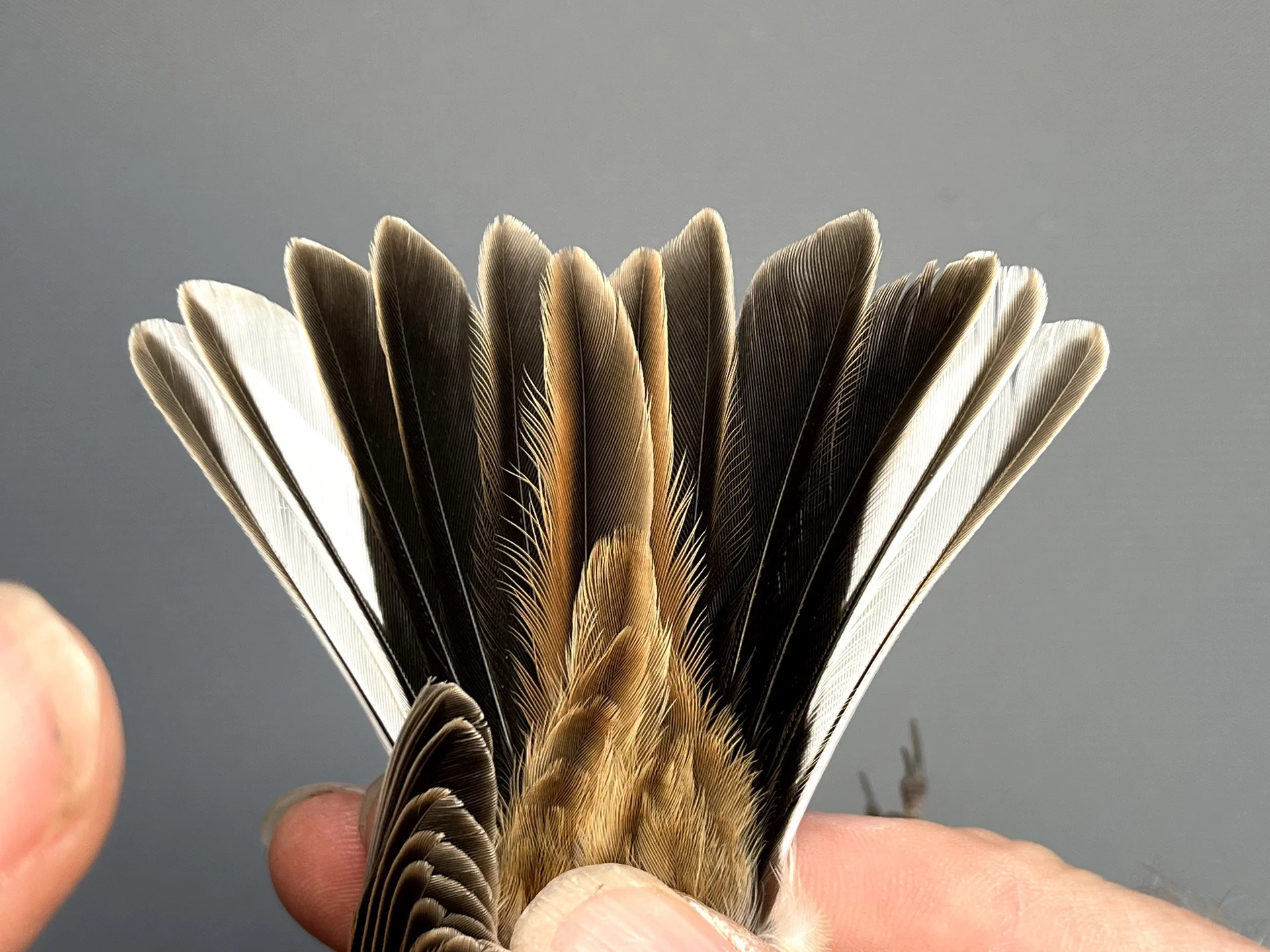 Vogelafbeelding