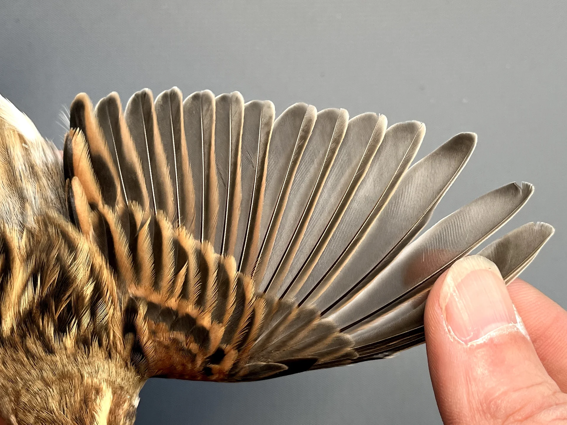 Vogelafbeelding