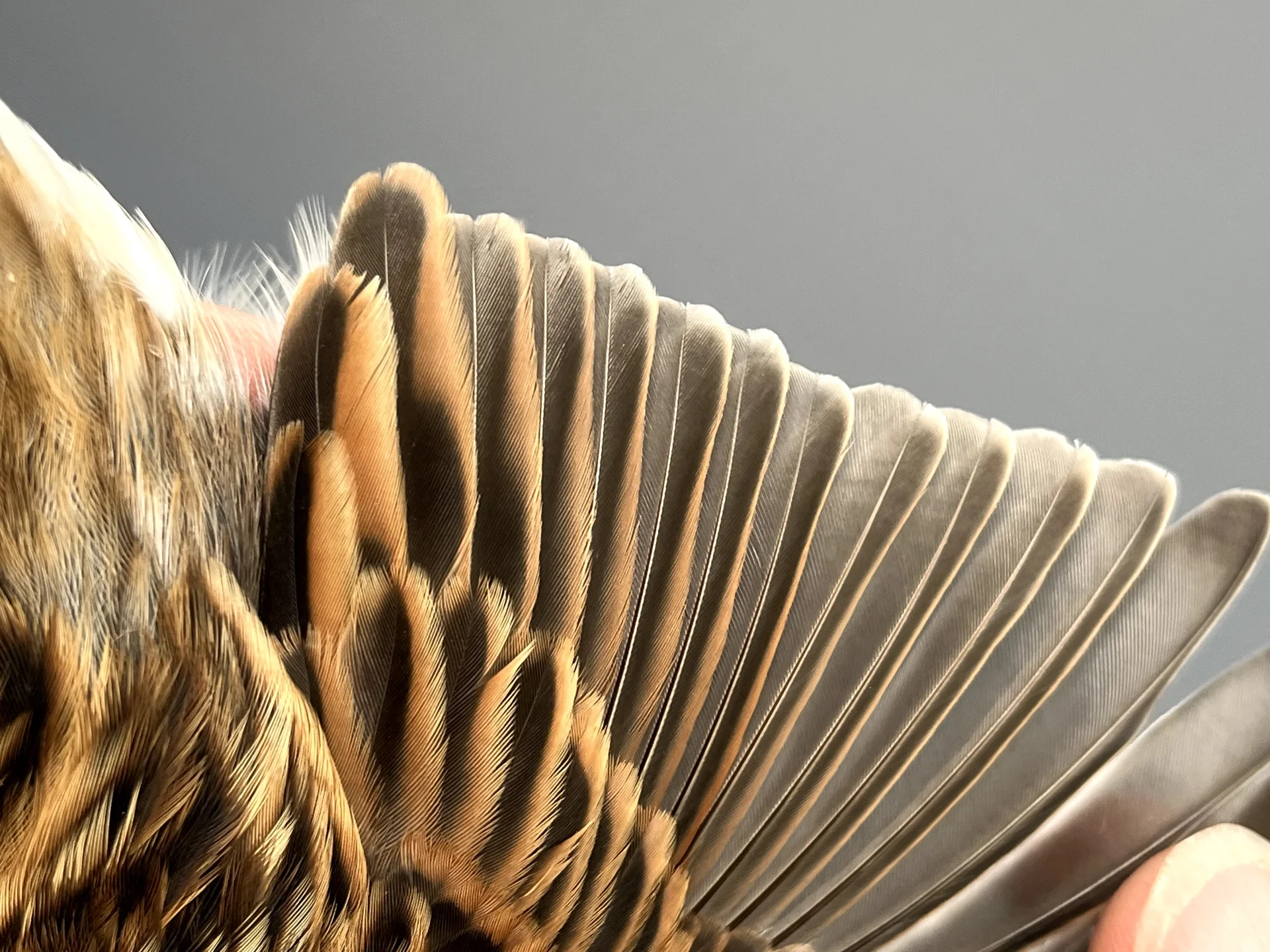 Vogelafbeelding