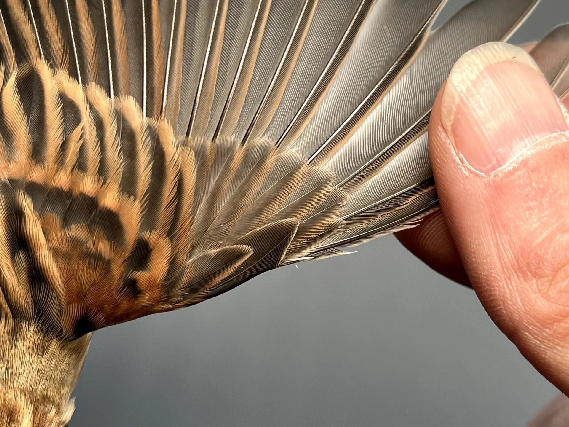 Vogelafbeelding