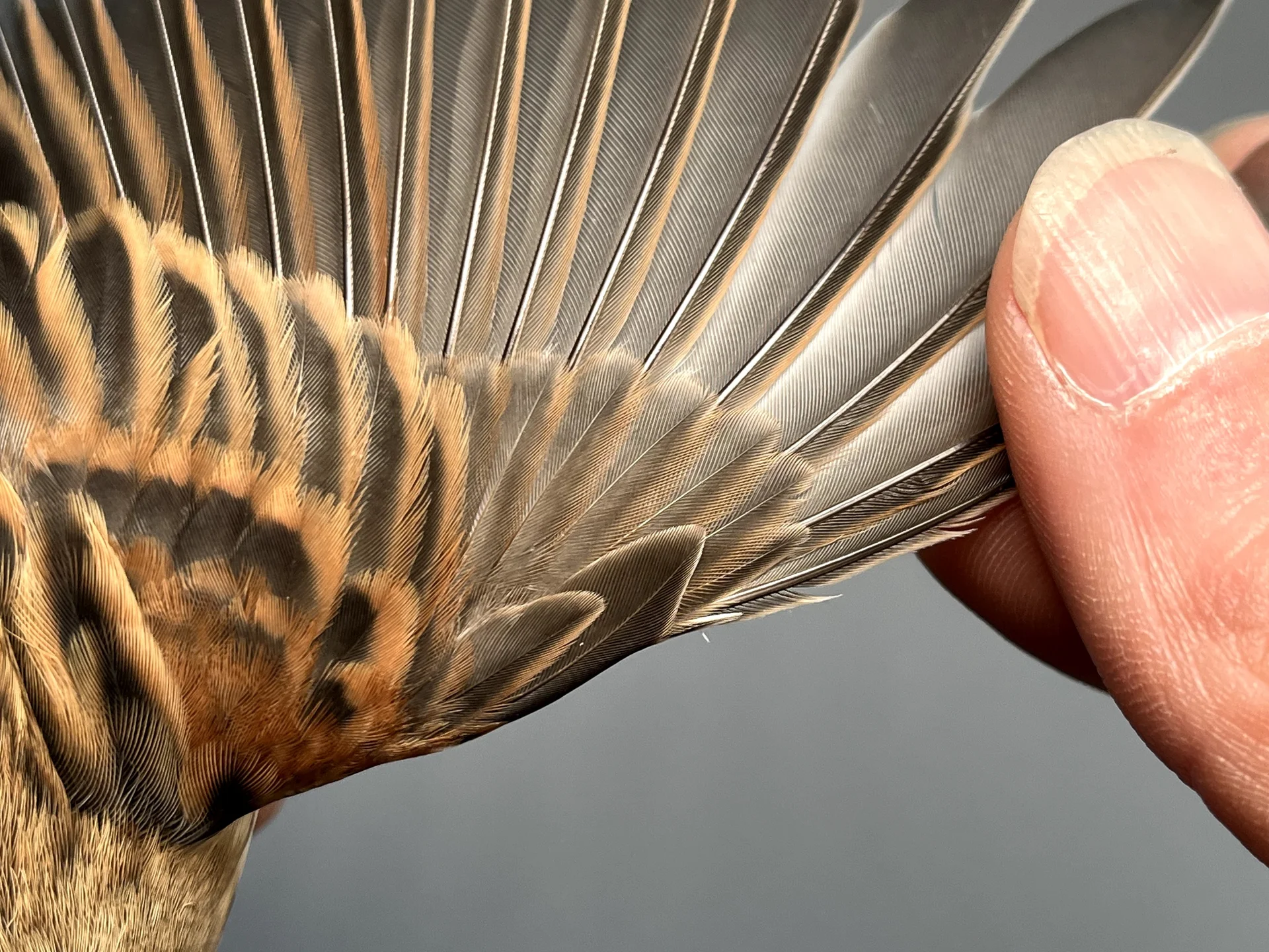 Vogelafbeelding