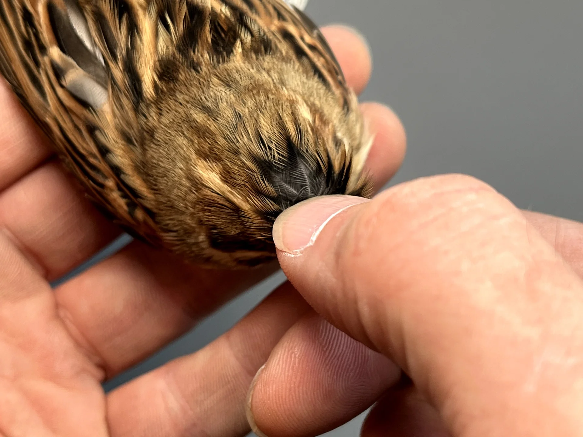 Vogelafbeelding