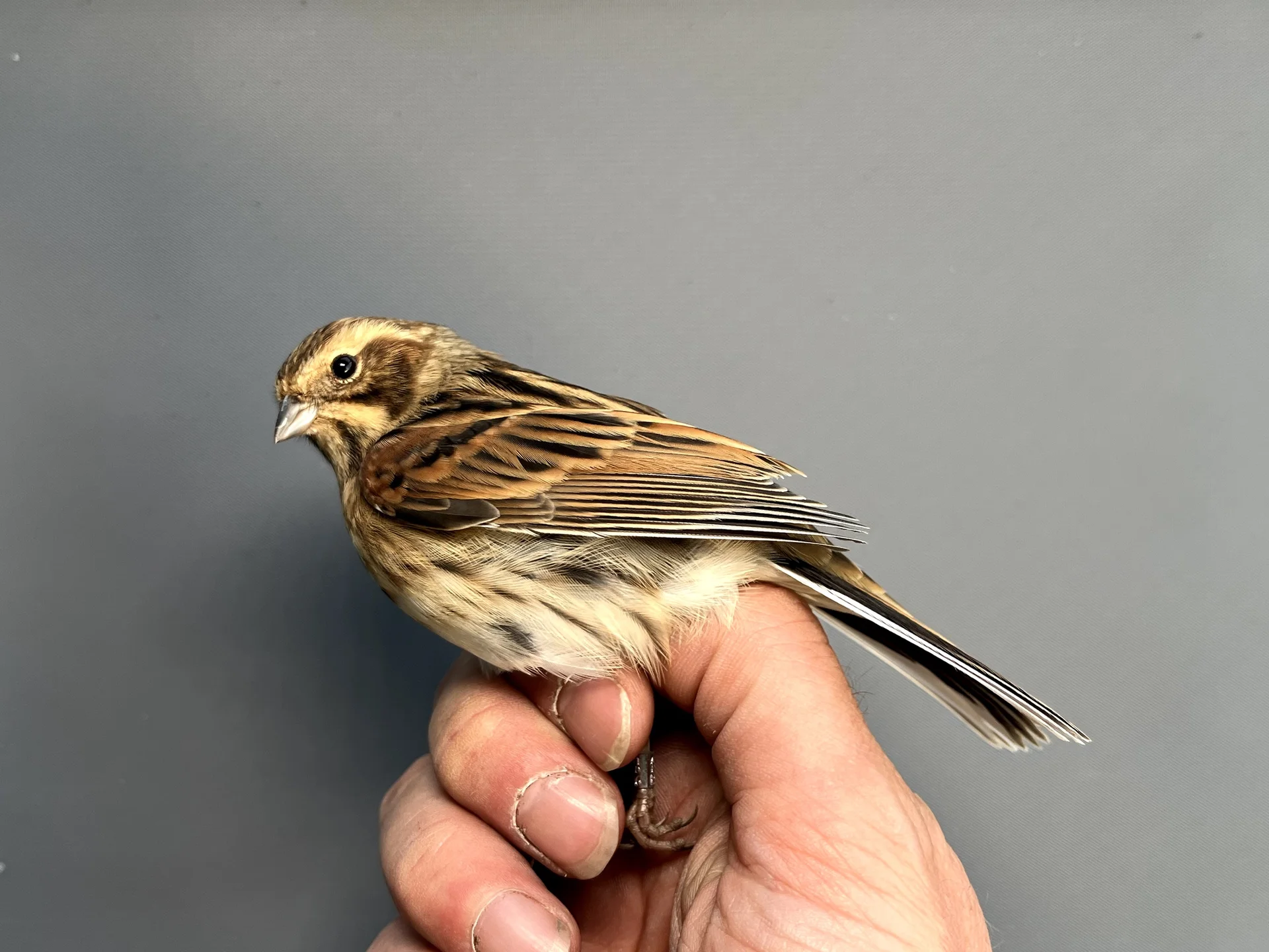 Vogelafbeelding