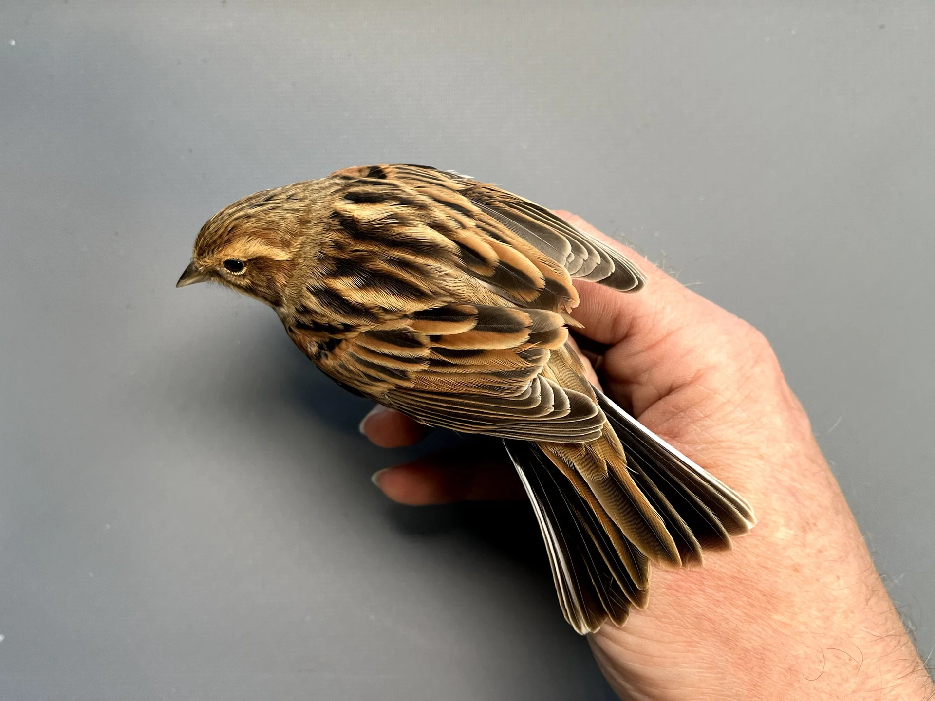 Vogelafbeelding