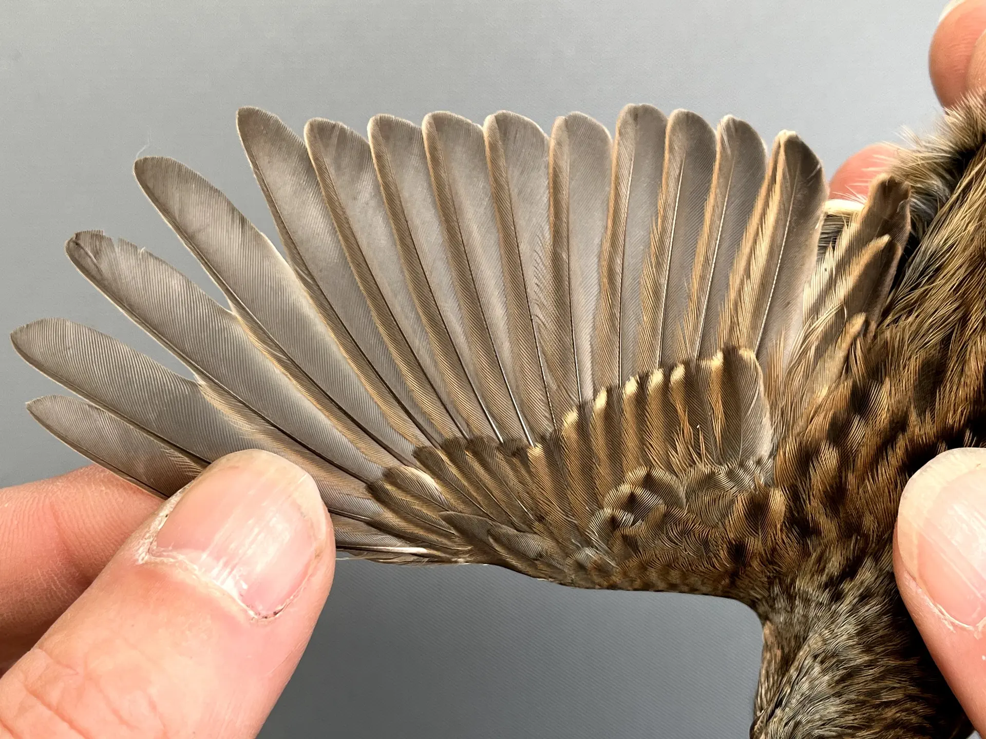 Vogelafbeelding