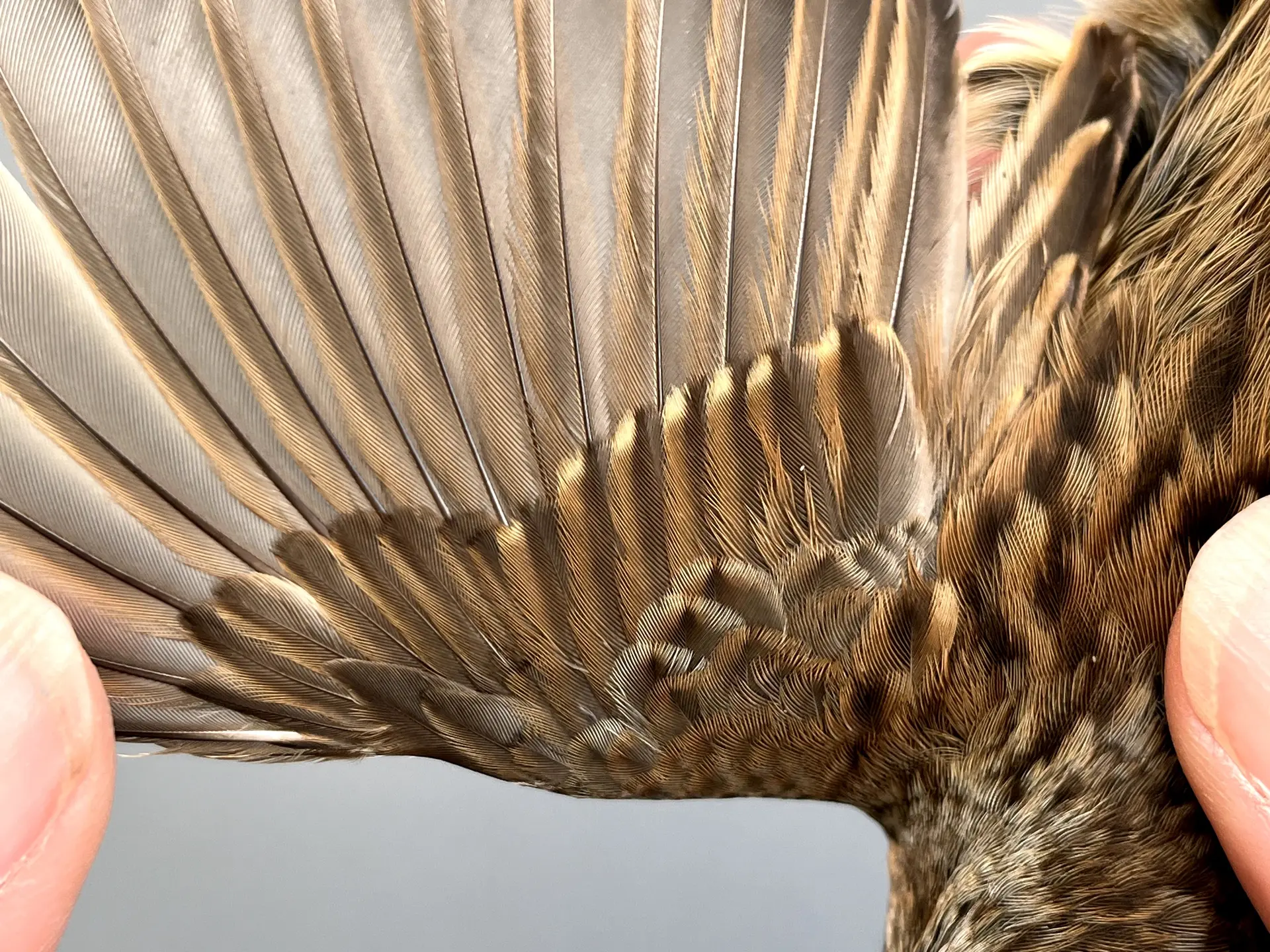 Vogelafbeelding