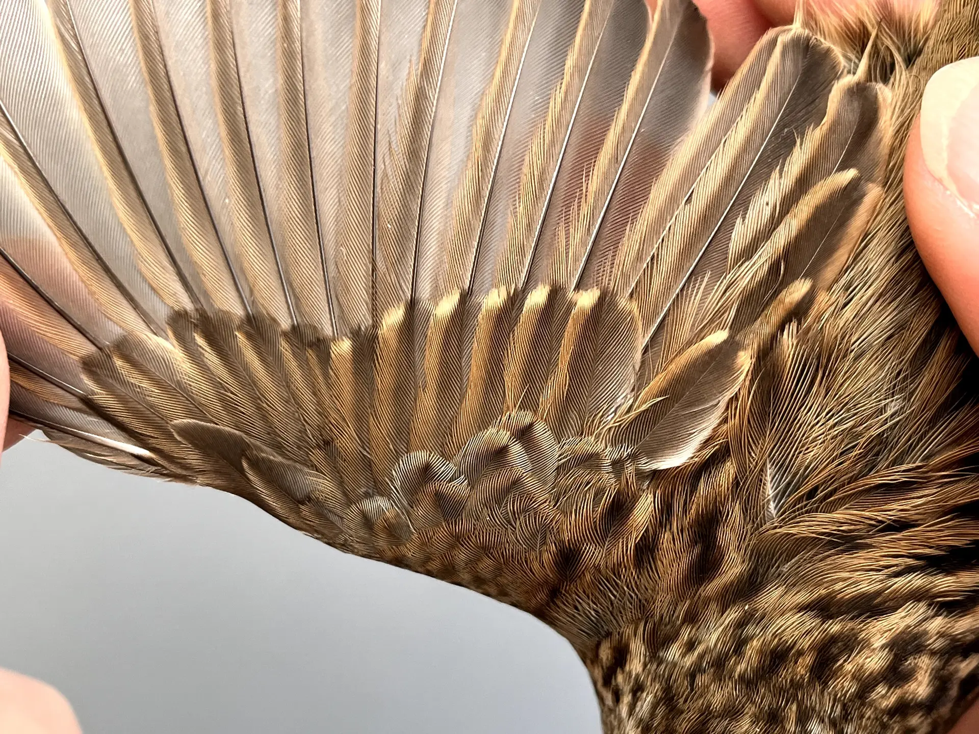 Vogelafbeelding