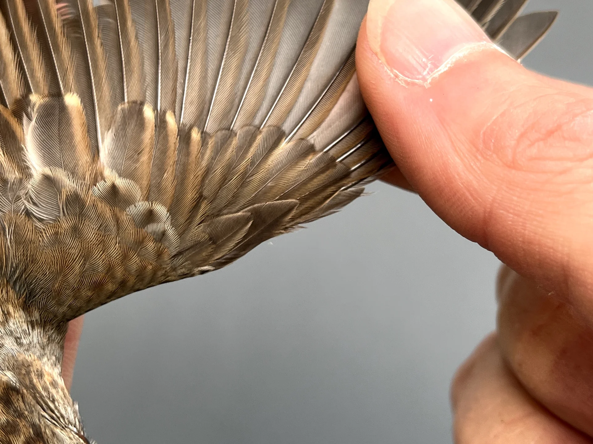 Vogelafbeelding