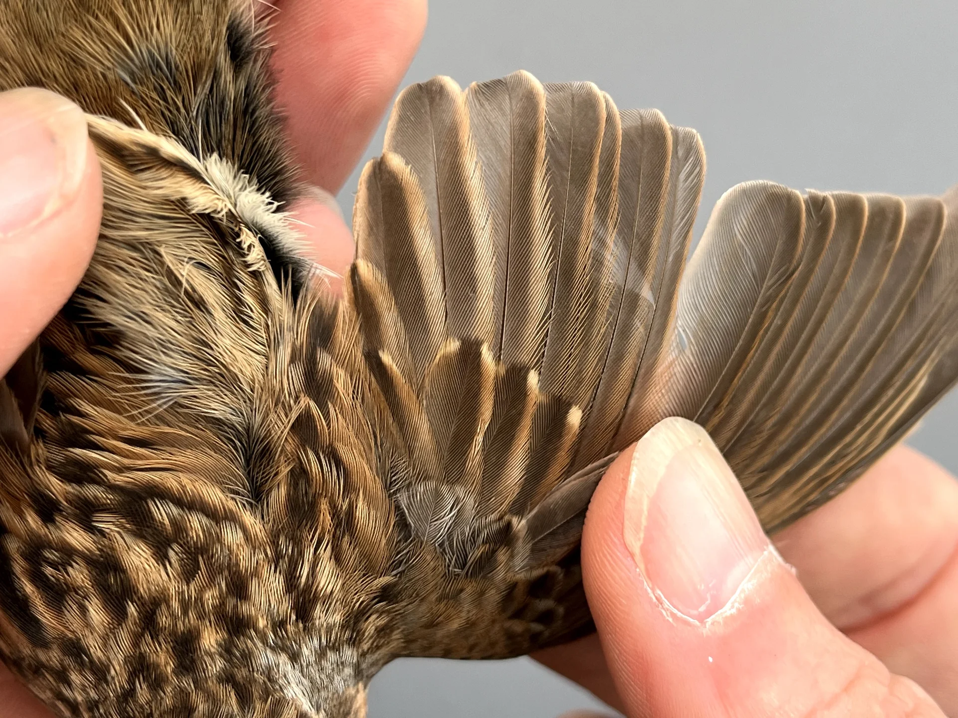 Vogelafbeelding
