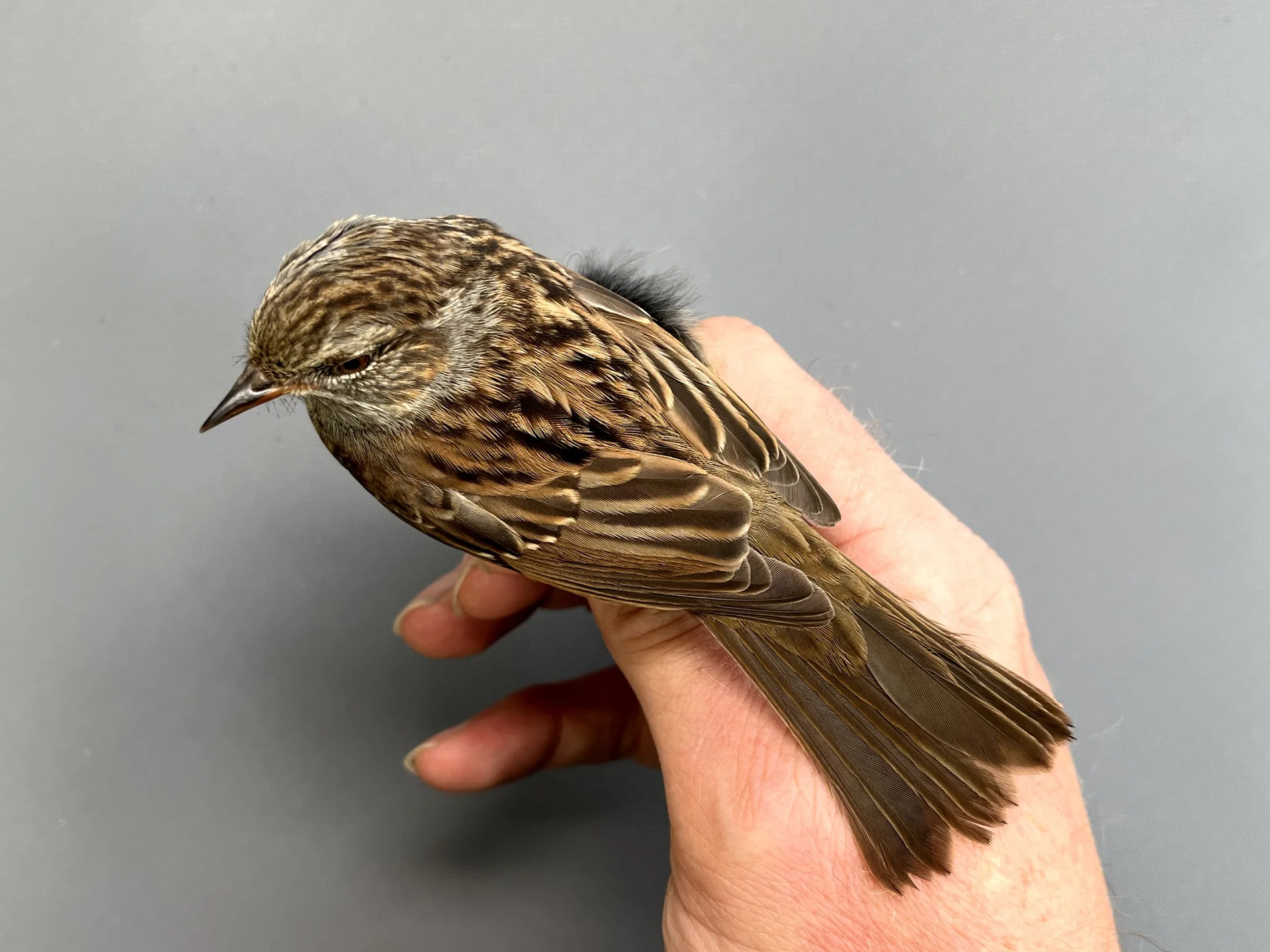 Vogelafbeelding