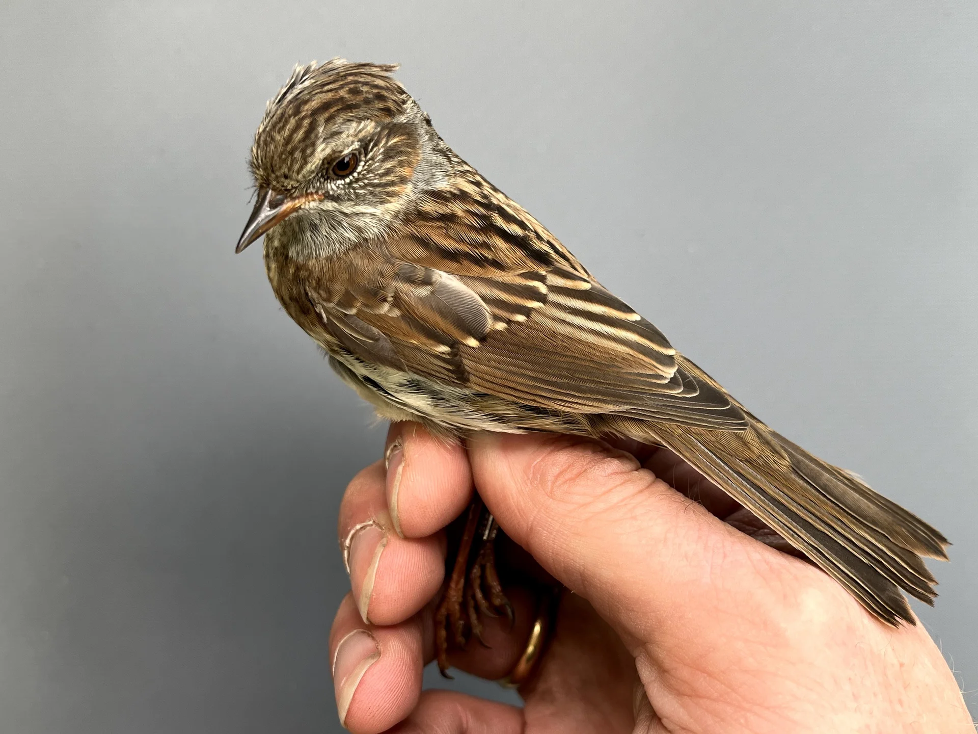 Vogelafbeelding