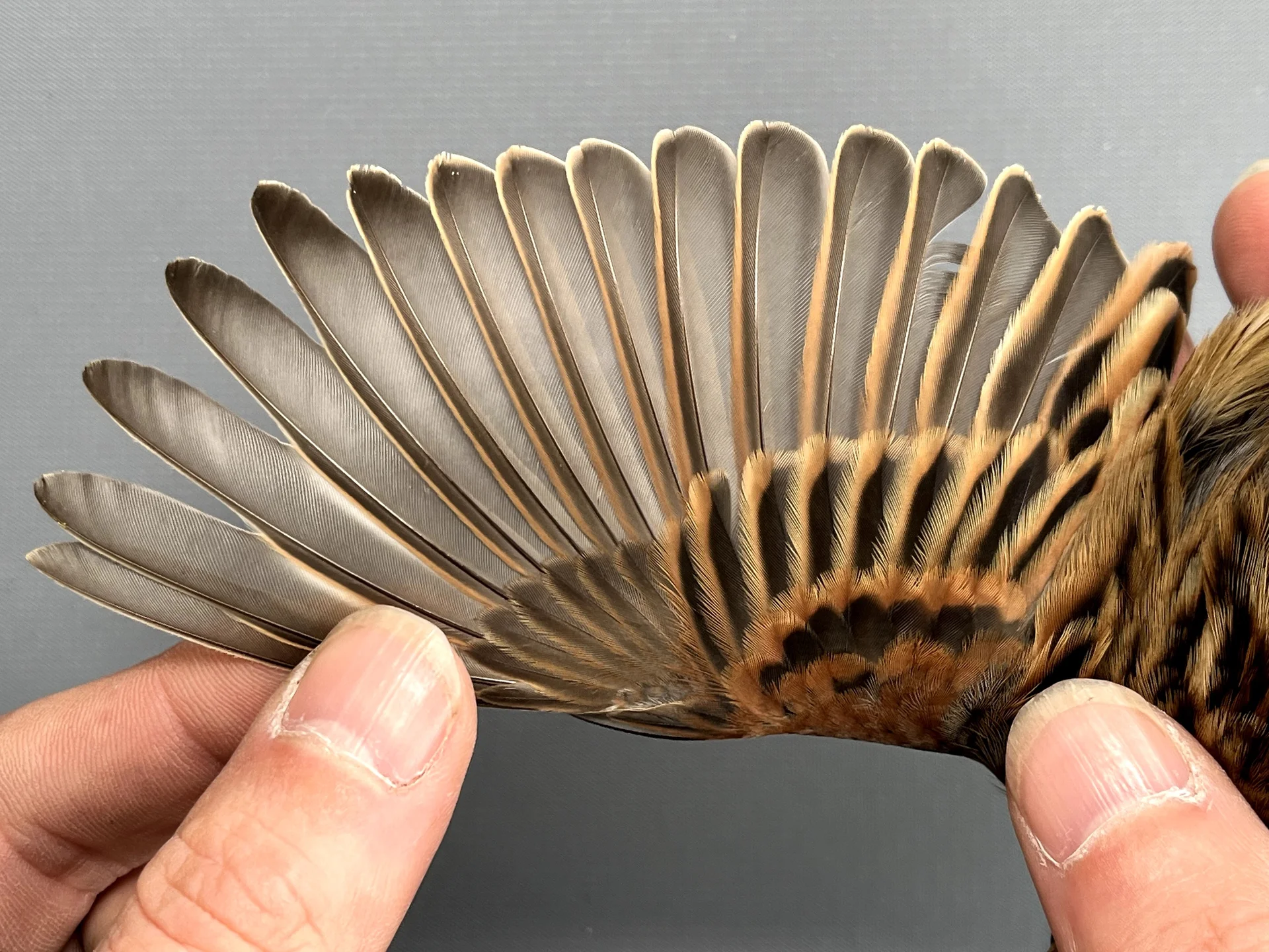 Vogelafbeelding