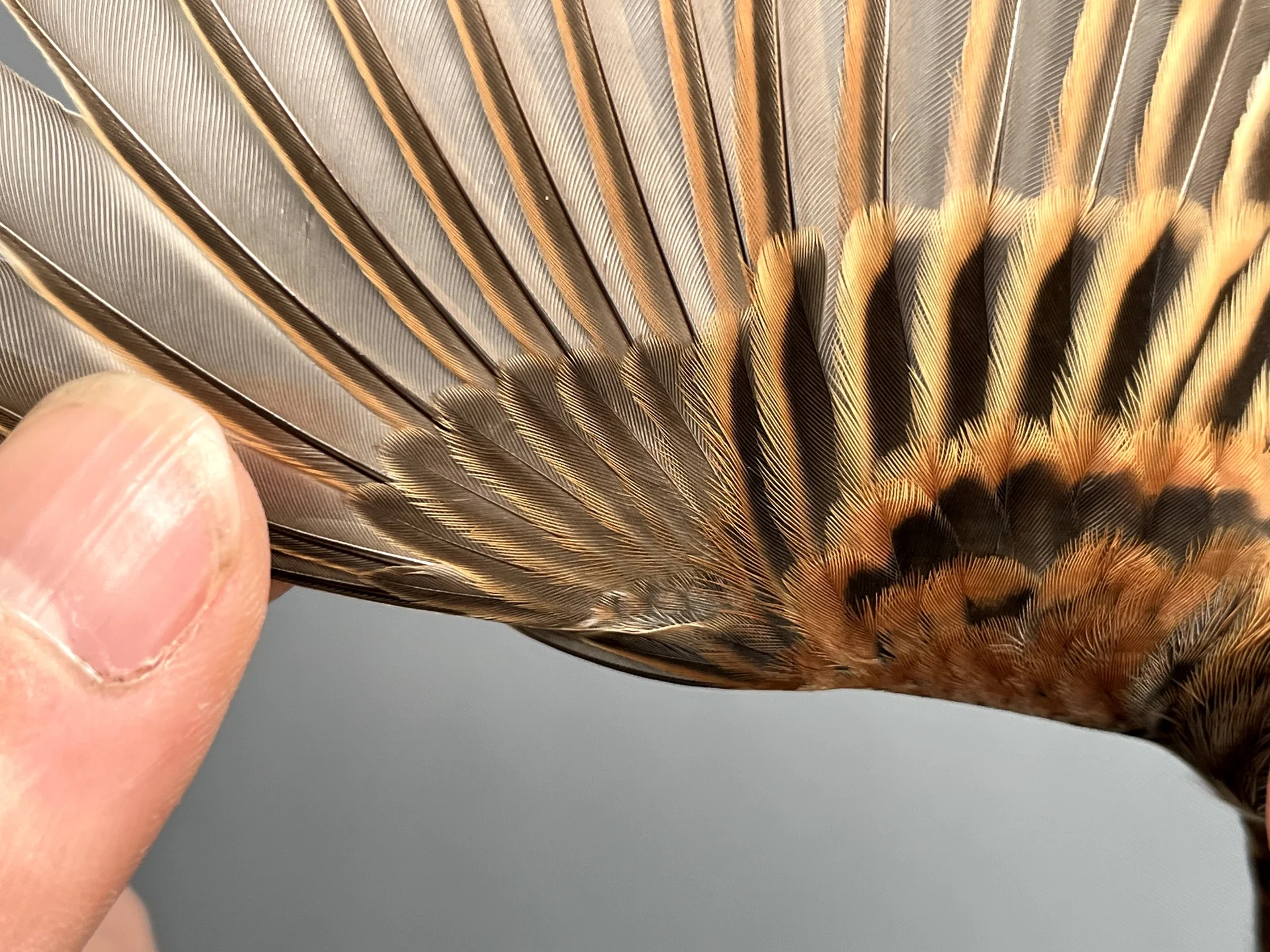 Vogelafbeelding
