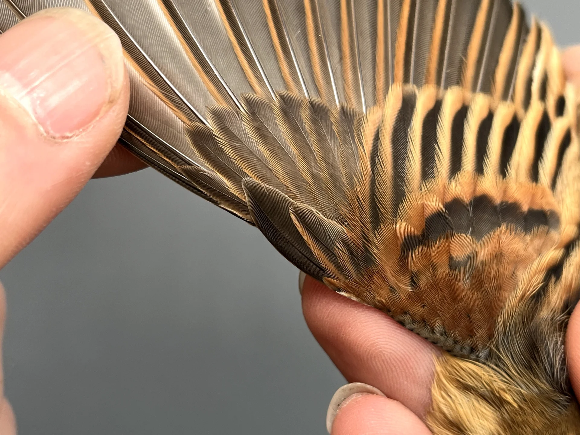 Vogelafbeelding