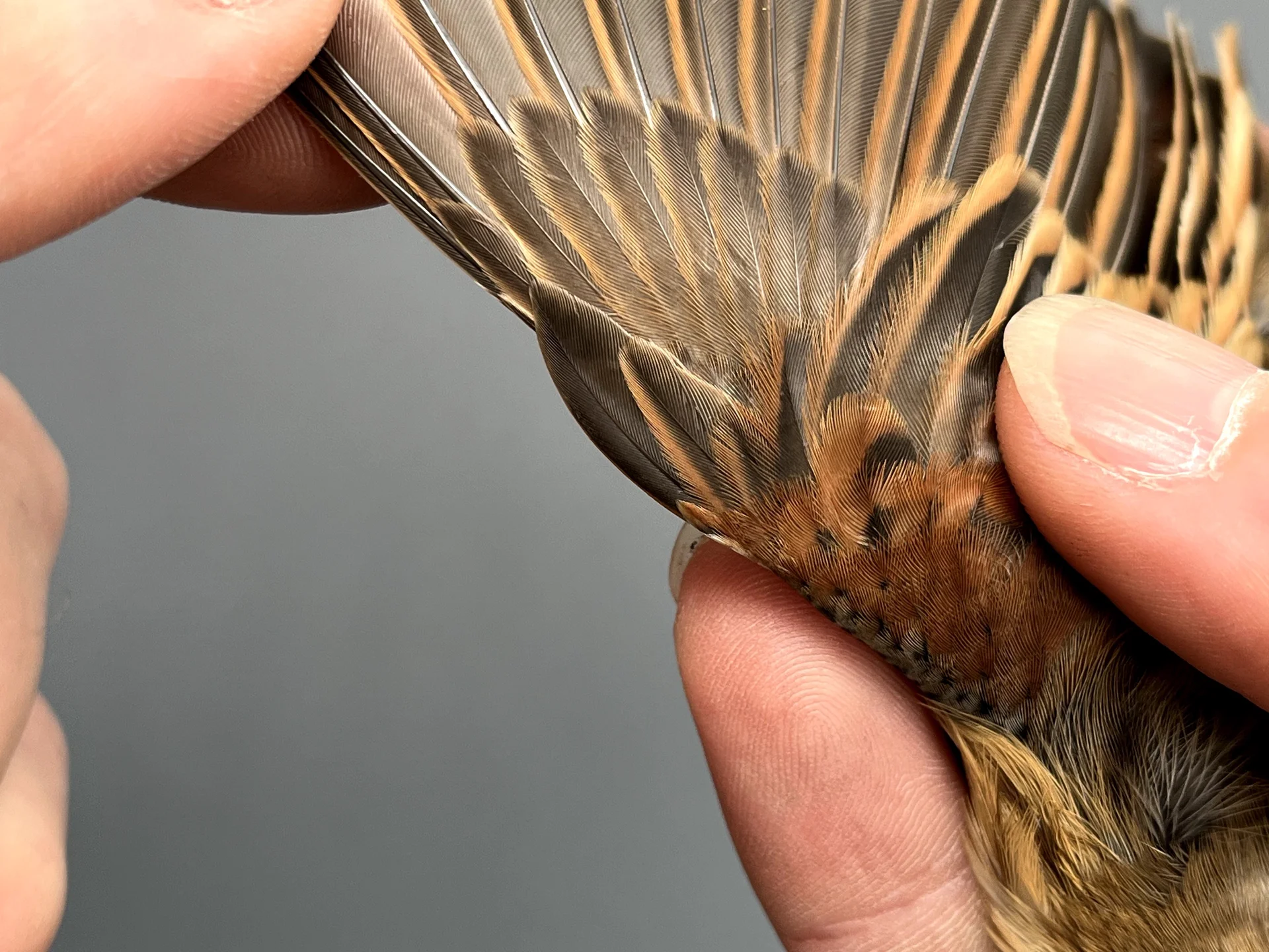 Vogelafbeelding