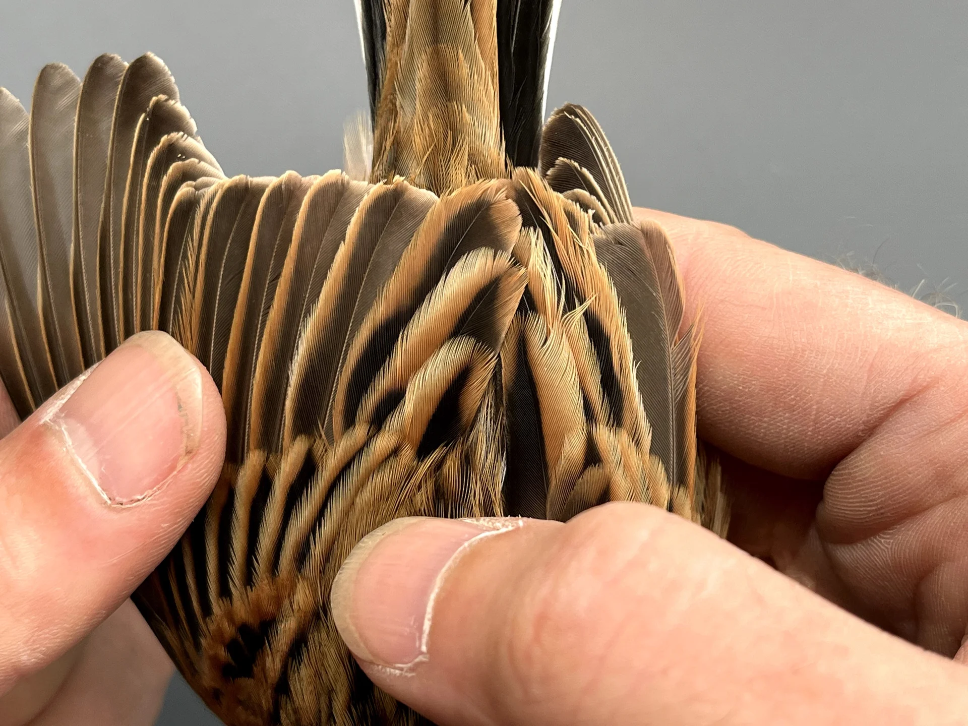 Vogelafbeelding