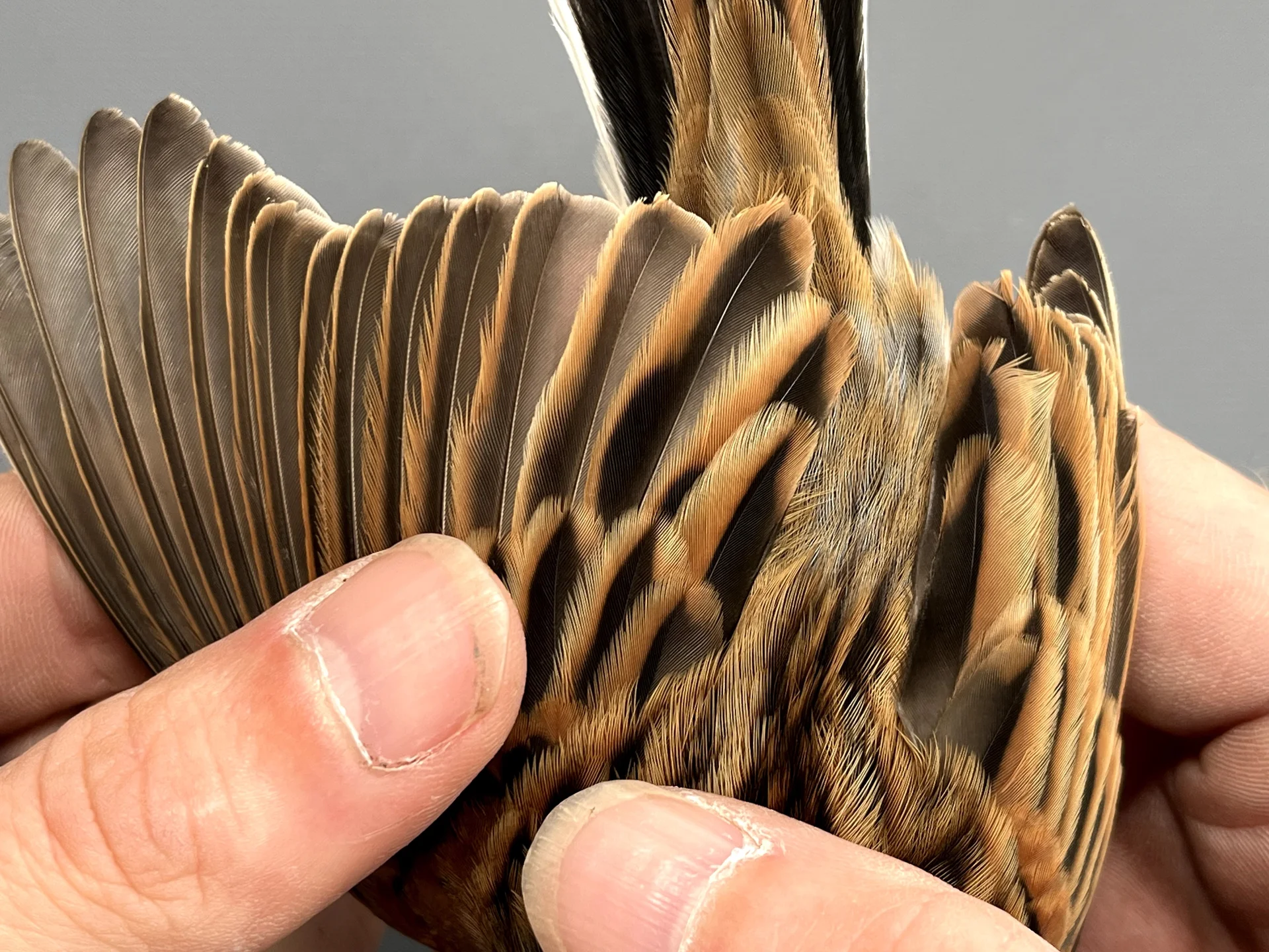 Vogelafbeelding