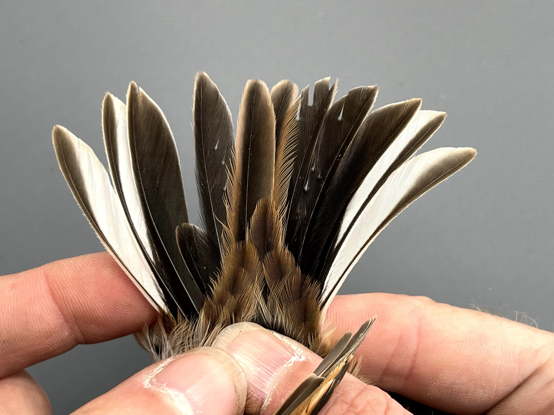 Vogelafbeelding