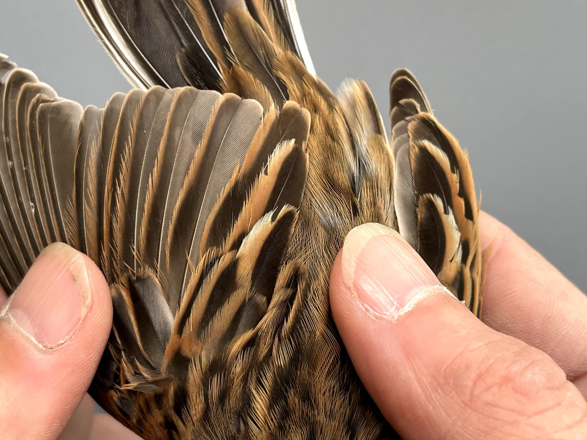 Vogelafbeelding