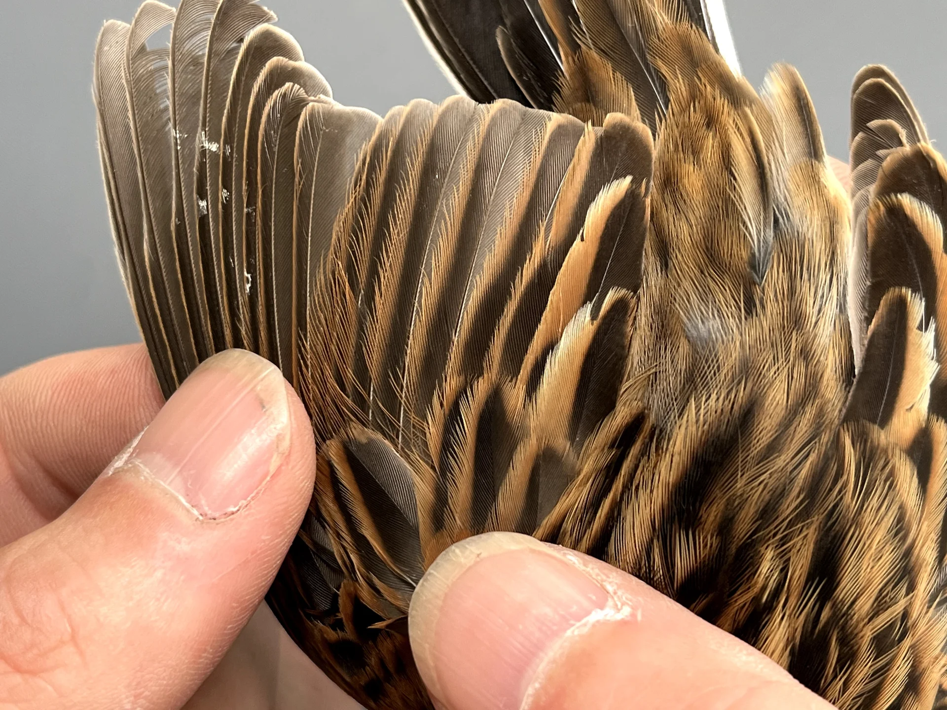 Vogelafbeelding